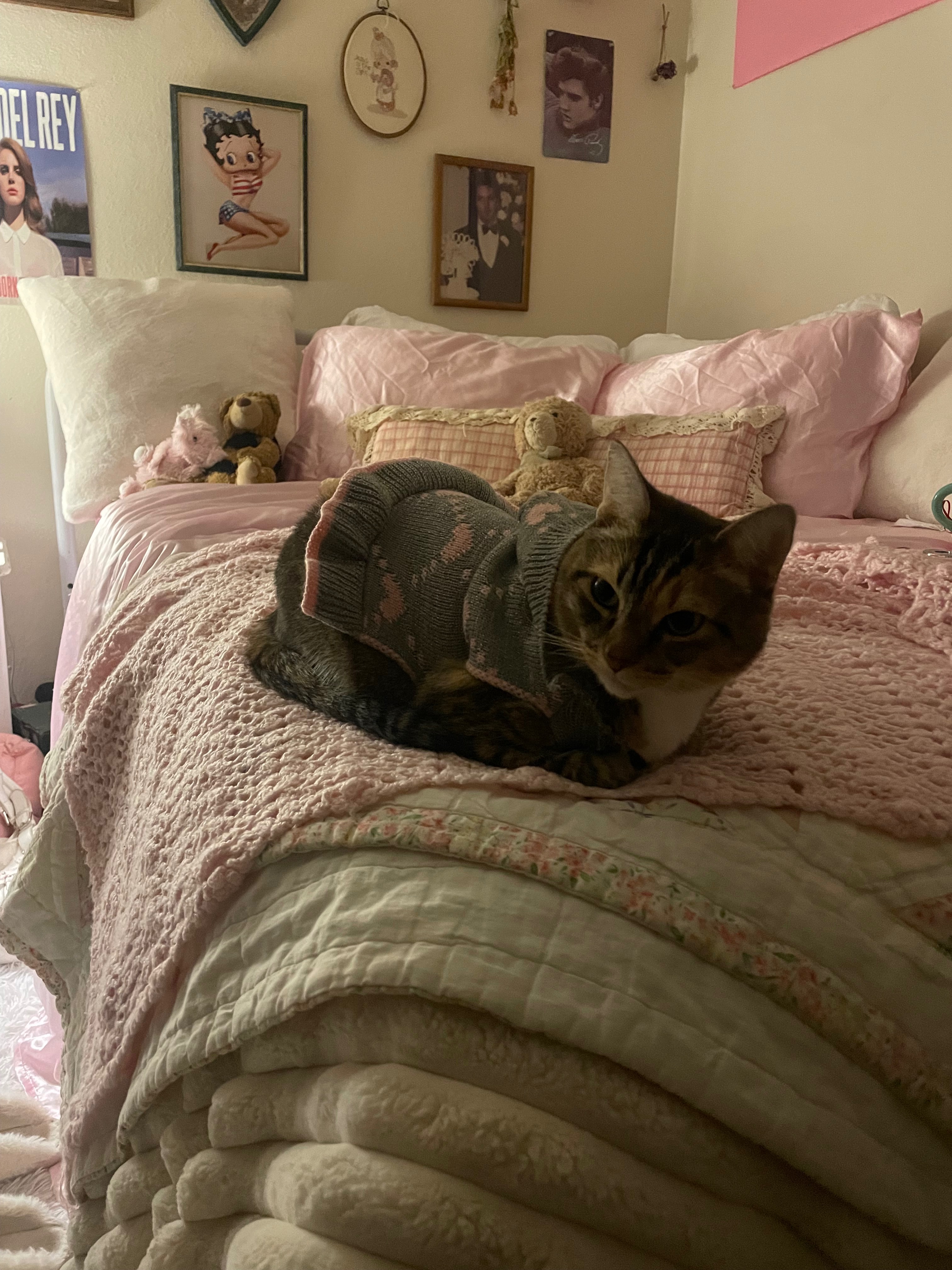 Support Anabella's Cat's Cancer Treatment campaign photo, 5 of 8