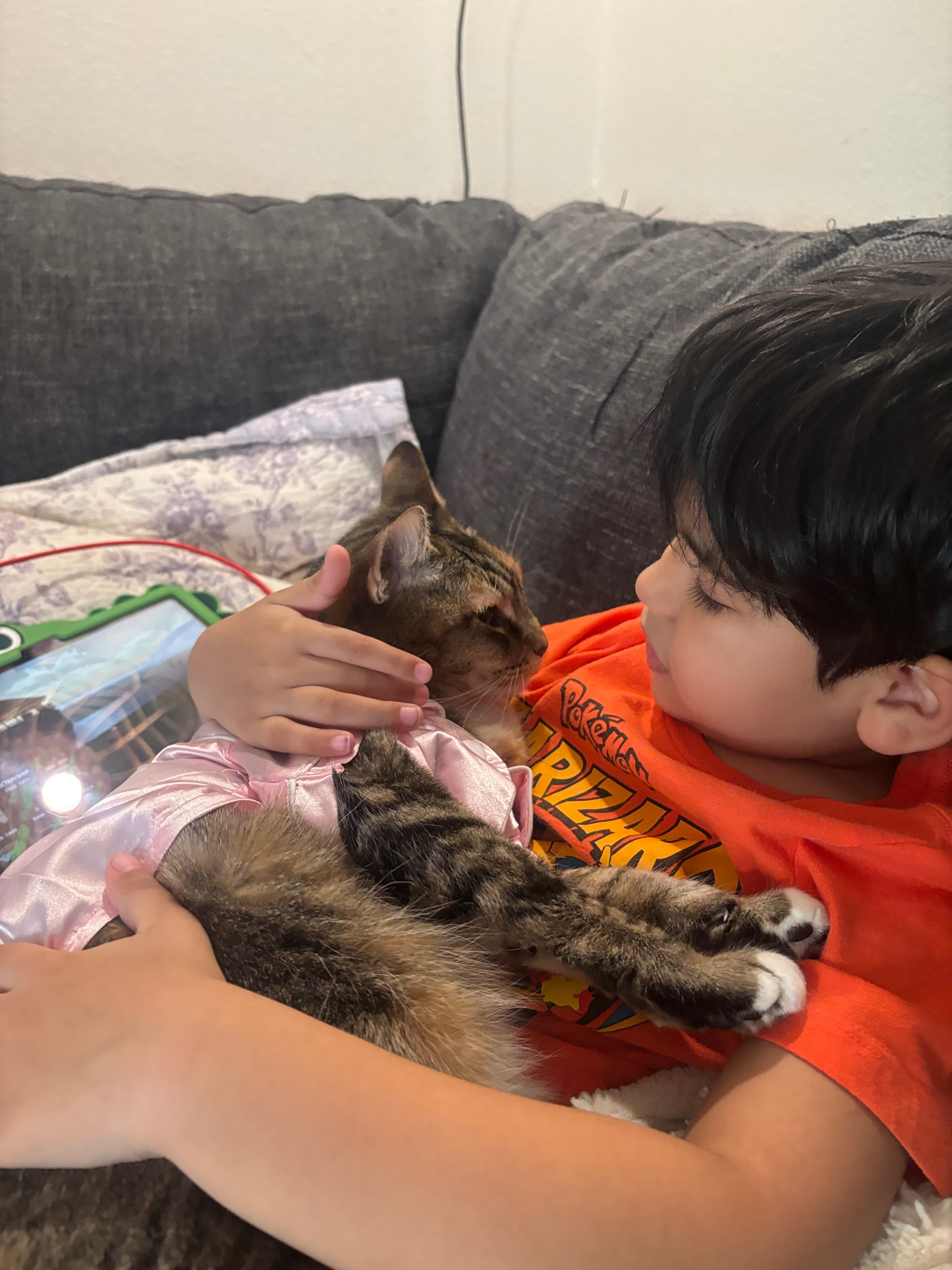 Support Anabella's Cat's Cancer Treatment campaign photo, 6 of 8