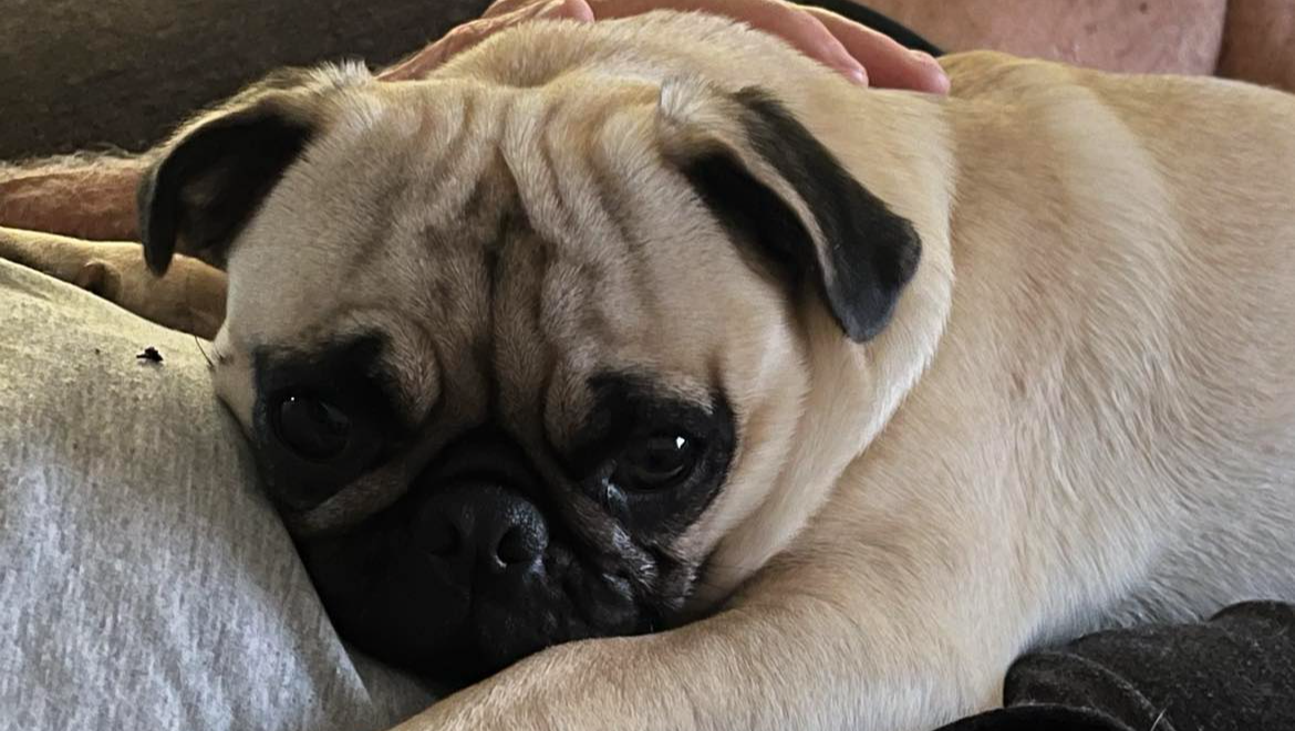 Fundraiser by Kelli Moberly : Aid Bella's Recovery
