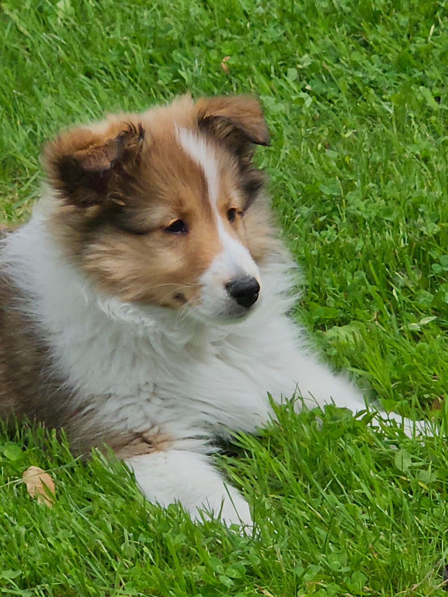Donate to Save Winnie's Life with Surgery campaign photo, 4 of 5