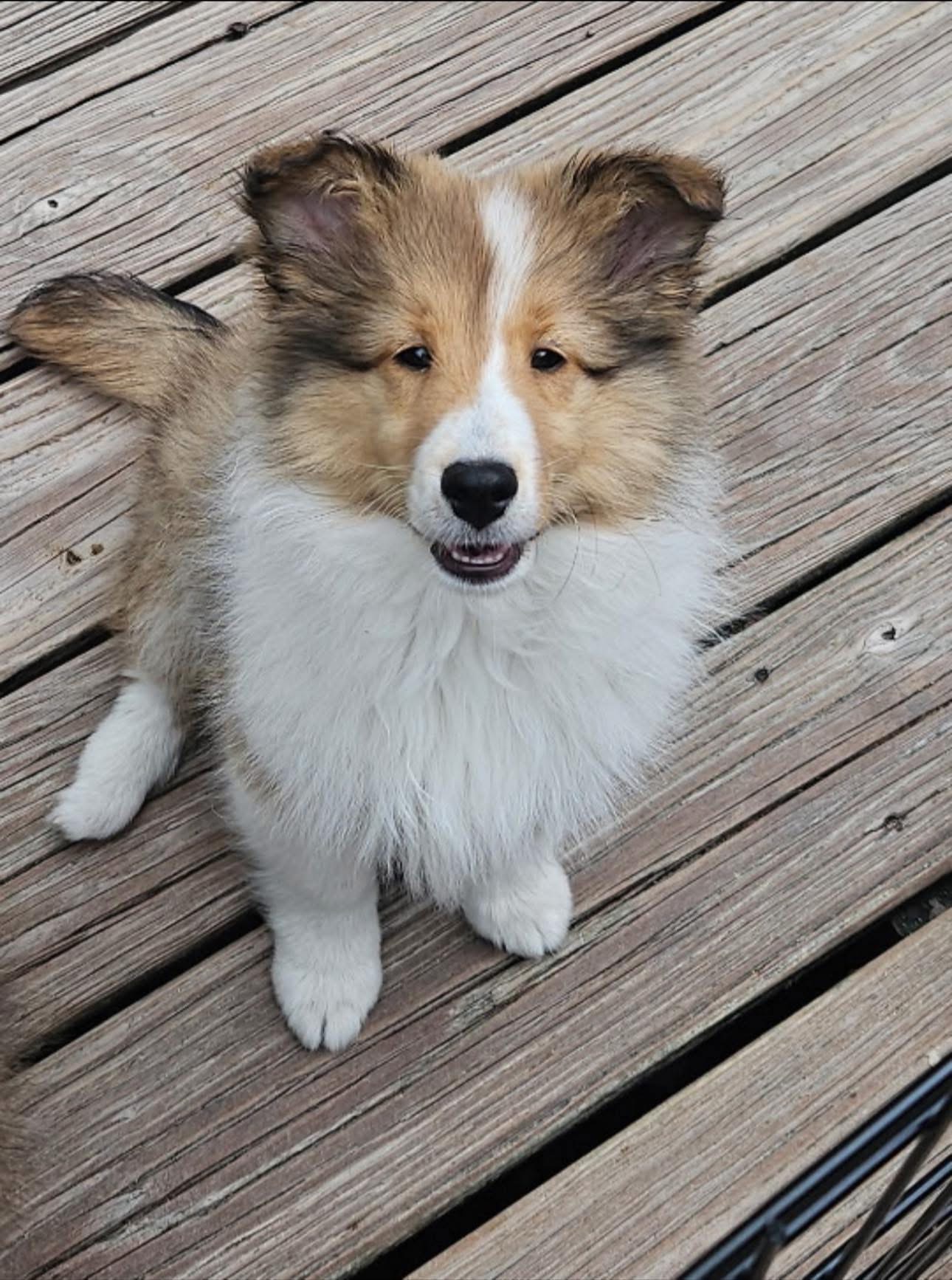 Donate to Save Winnie's Life with Surgery campaign photo, 2 of 5
