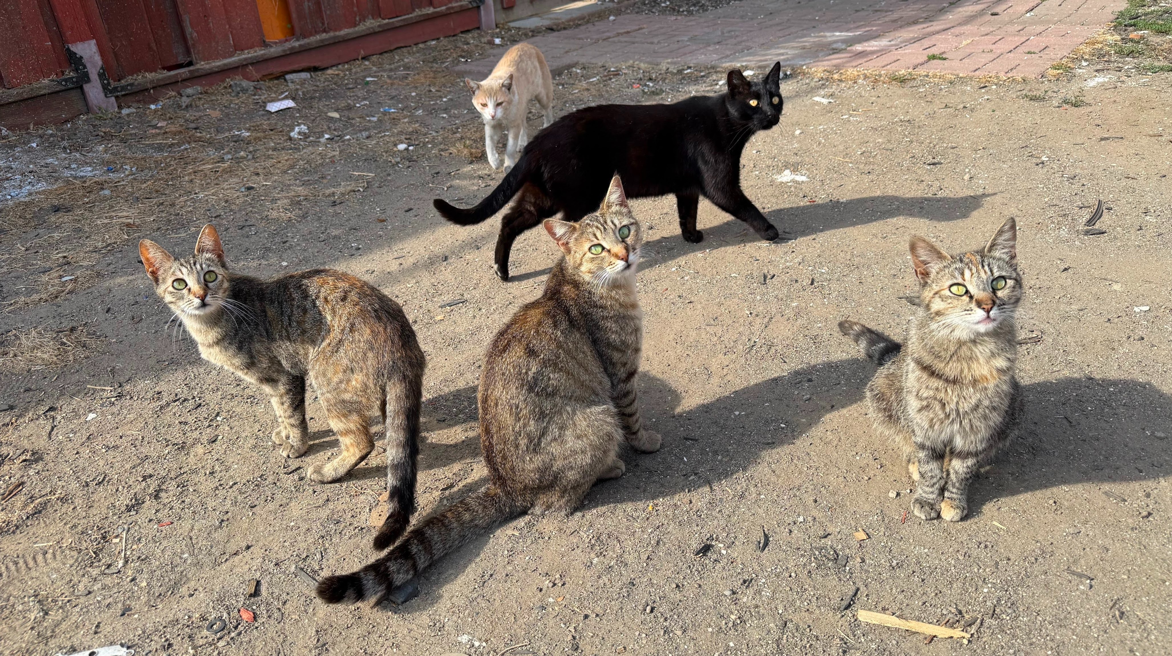 Help us fix 25 friendly street cats in San Leandro campaign photo, 4 of 5