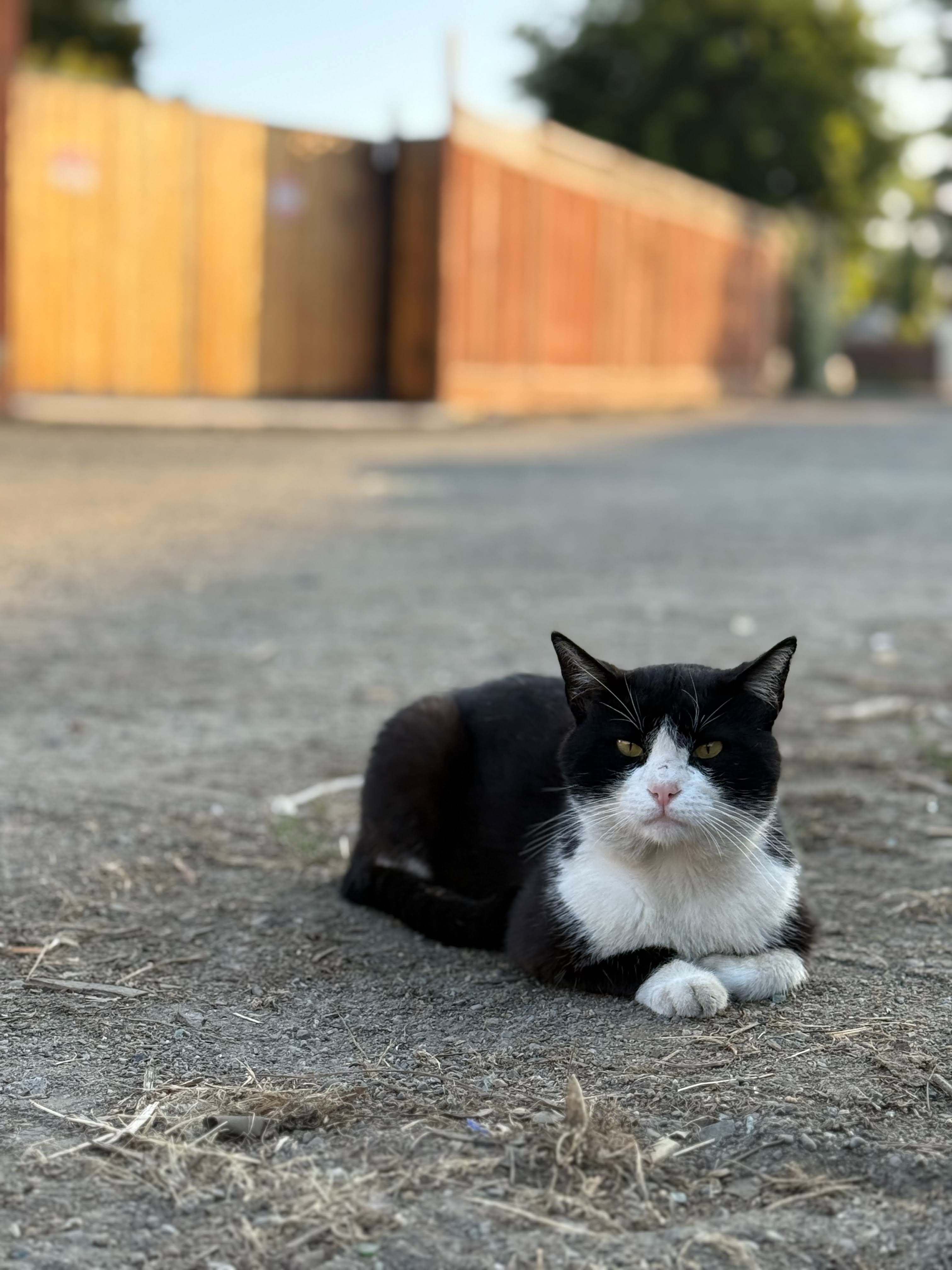 Help us fix 25 friendly street cats in San Leandro campaign photo, 2 of 5