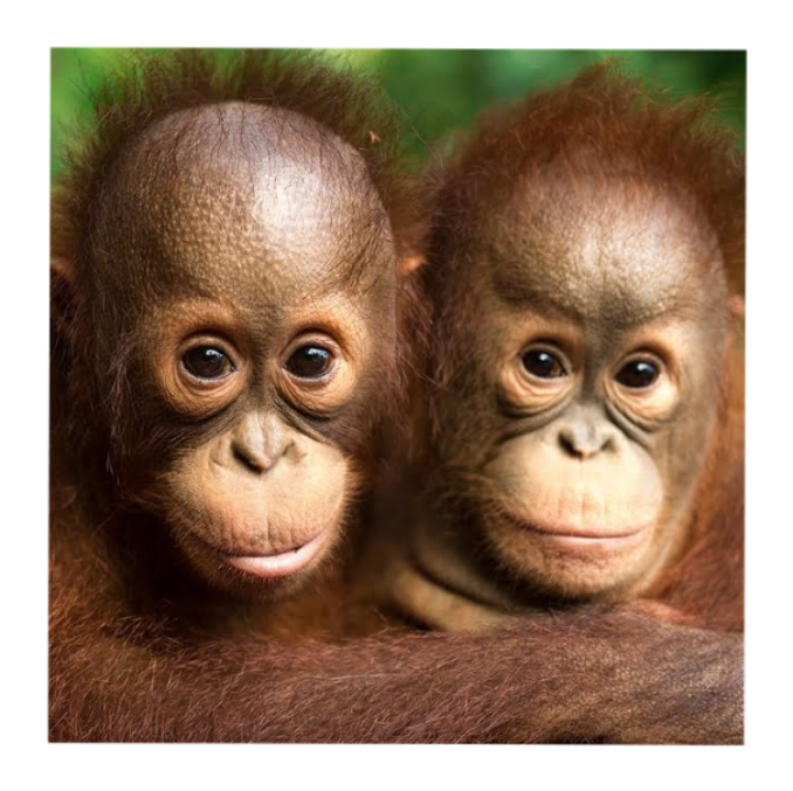camp international borneo 2027 campaign photo, 2 of 4