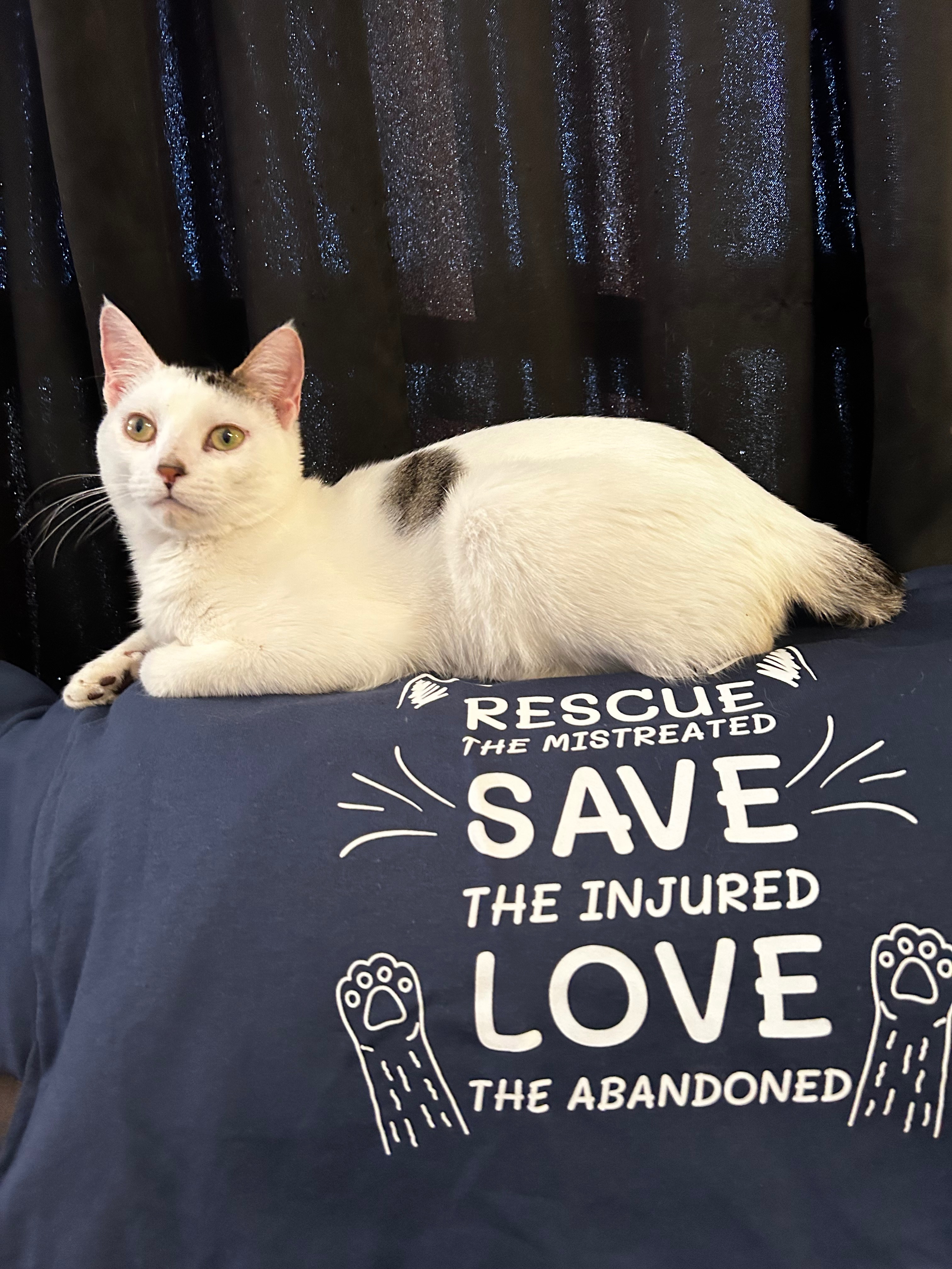 Erica's Passion: Rescue and TNR for Cats campaign photo, 5 of 6