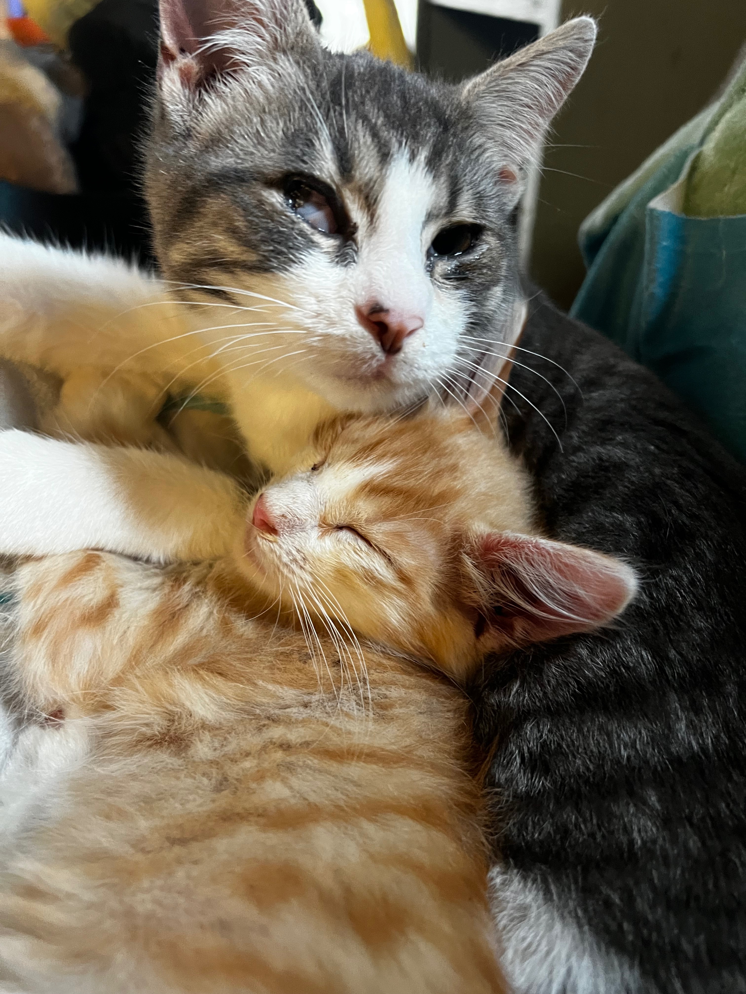 Erica's Passion: Rescue and TNR for Cats campaign photo, 2 of 6