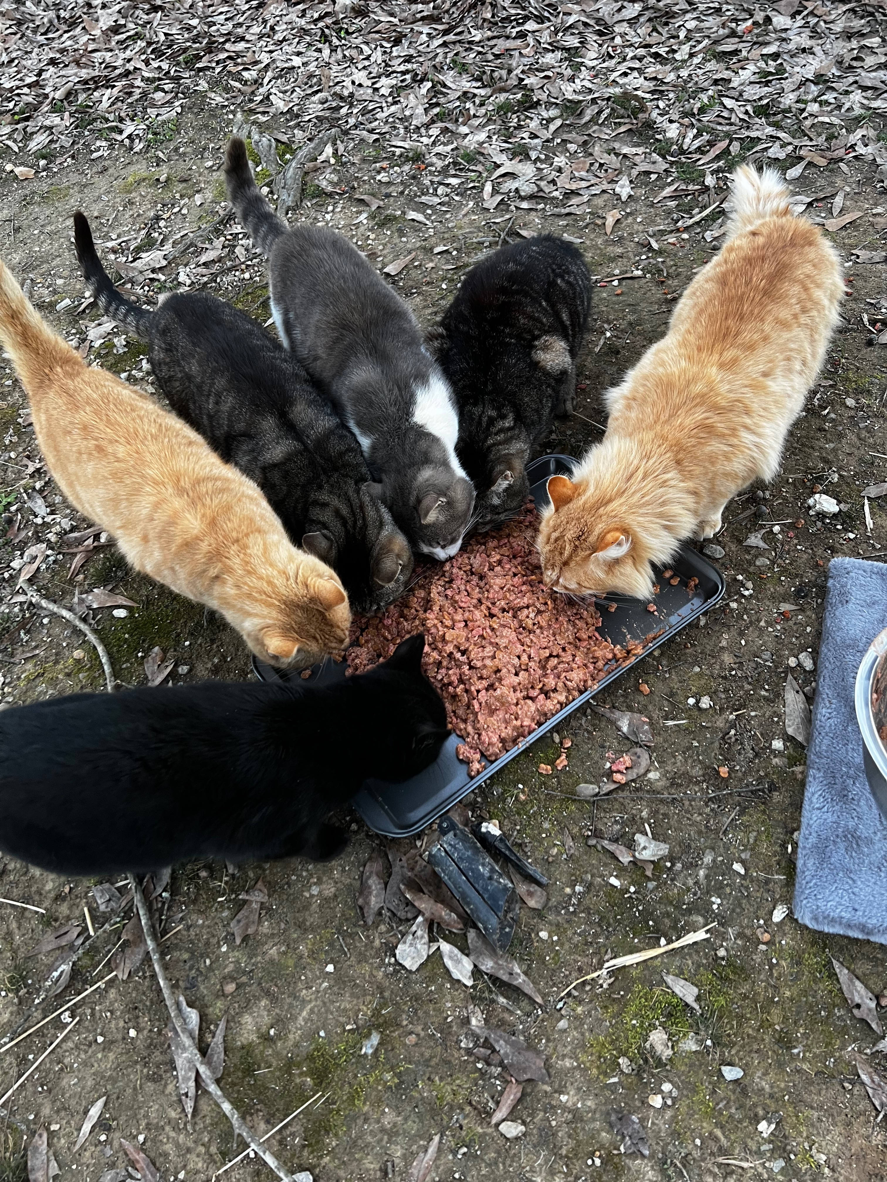 Erica's Passion: Rescue and TNR for Cats campaign photo, 4 of 6