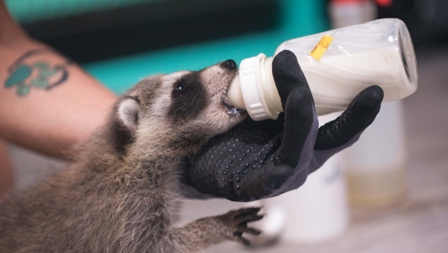Fundraiser by Jennifer Silpe-Katz : Help Care for Orphaned Raccoons in ...