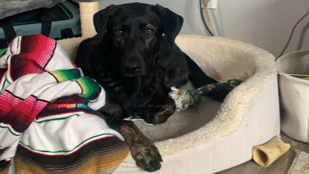 From Hurt to Hope – Help Maggie Heal photo