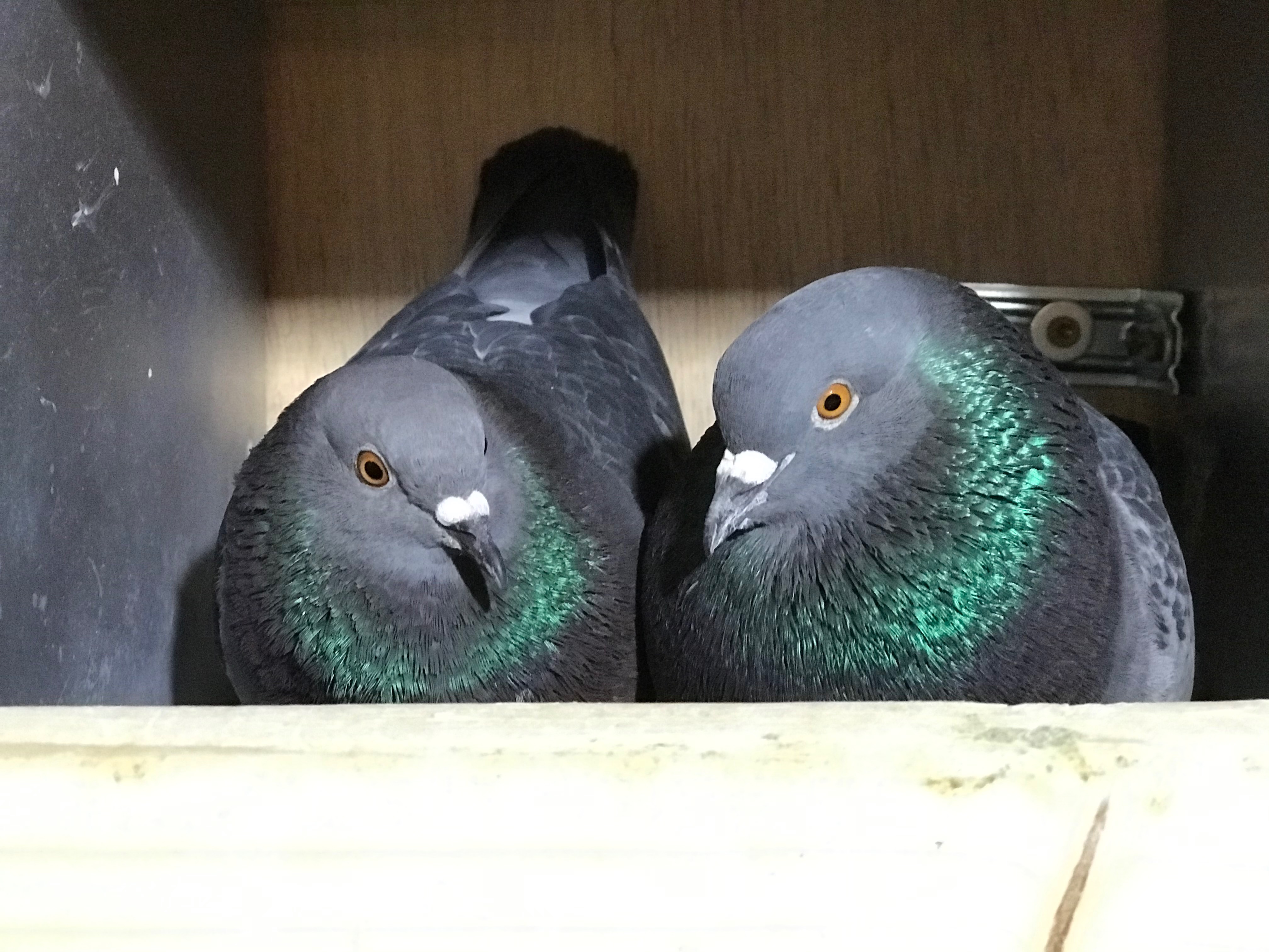 Help Bobber's Pigeons Get Essential Vet Care campaign photo, 2 of 4