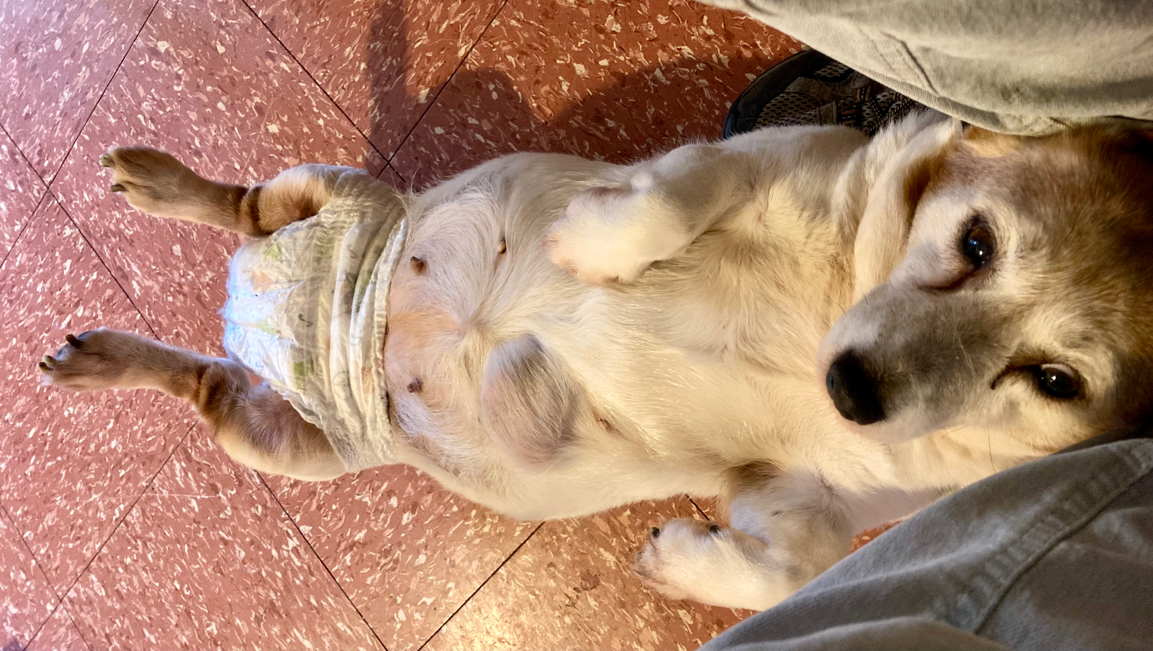 Mabel has a mammary lump which needs to be removed photo