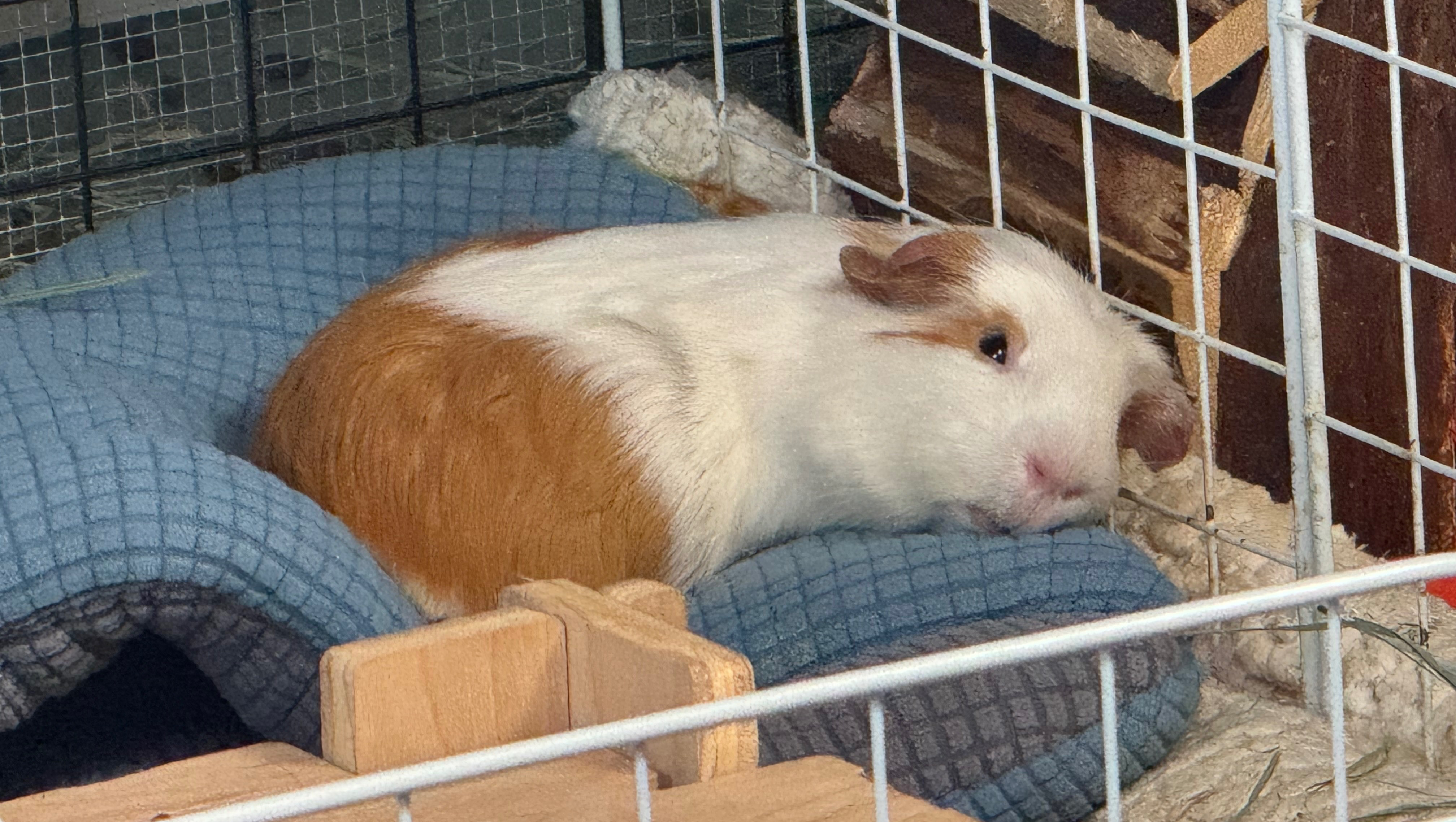 Fundraiser by Erika Harris Help Lucy the Guinea Pig Survive Ovarian