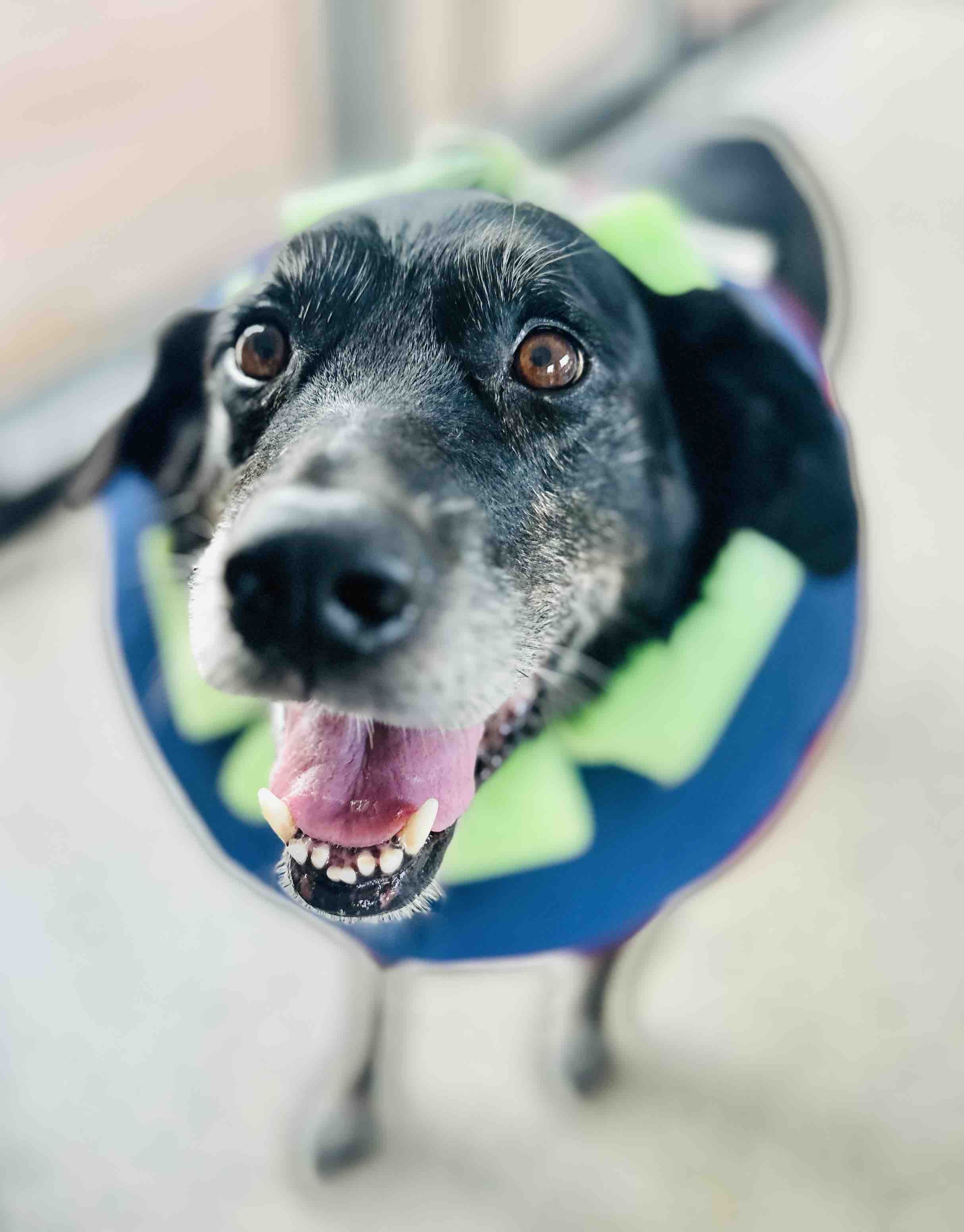 ZEUS AFTERCARE-SUPPORT (post op complications) campaign photo, 12 of 13