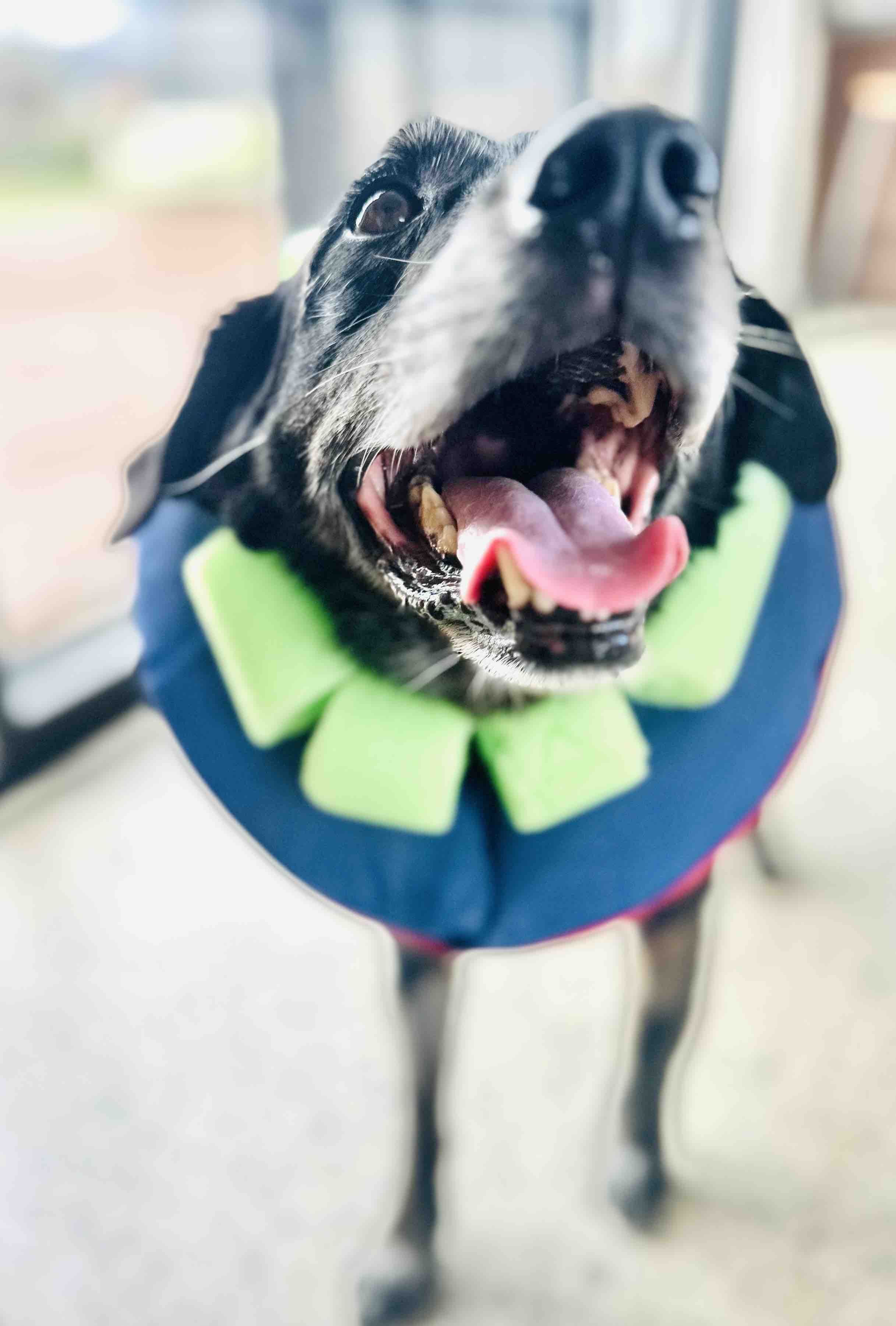 ZEUS AFTERCARE-SUPPORT (post op complications) campaign photo, 2 of 13