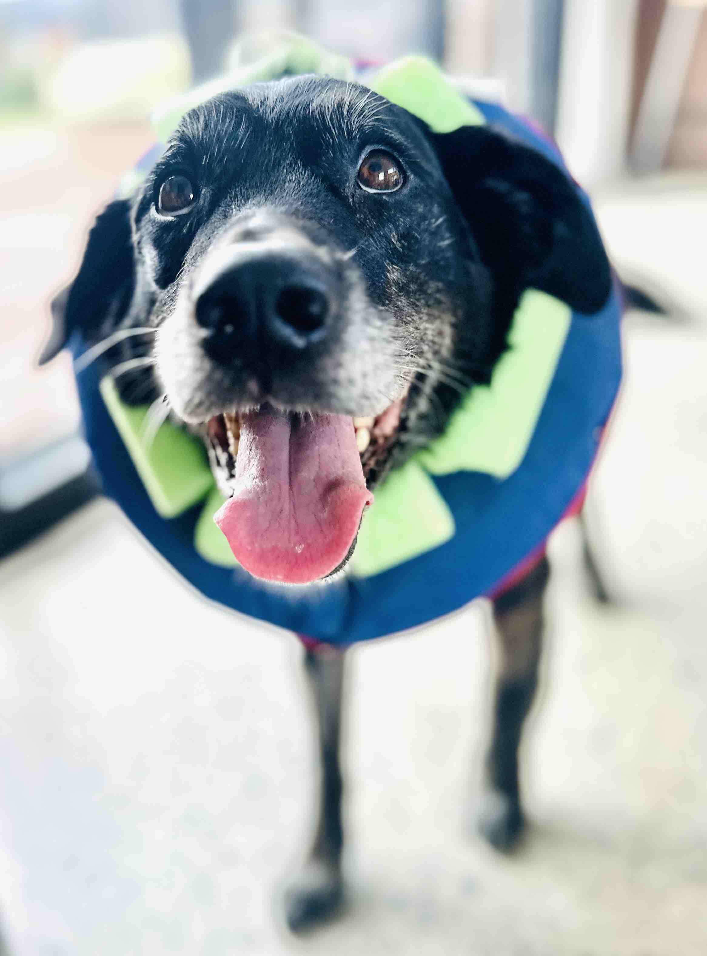 ZEUS AFTERCARE-SUPPORT (post op complications) campaign photo, 4 of 13