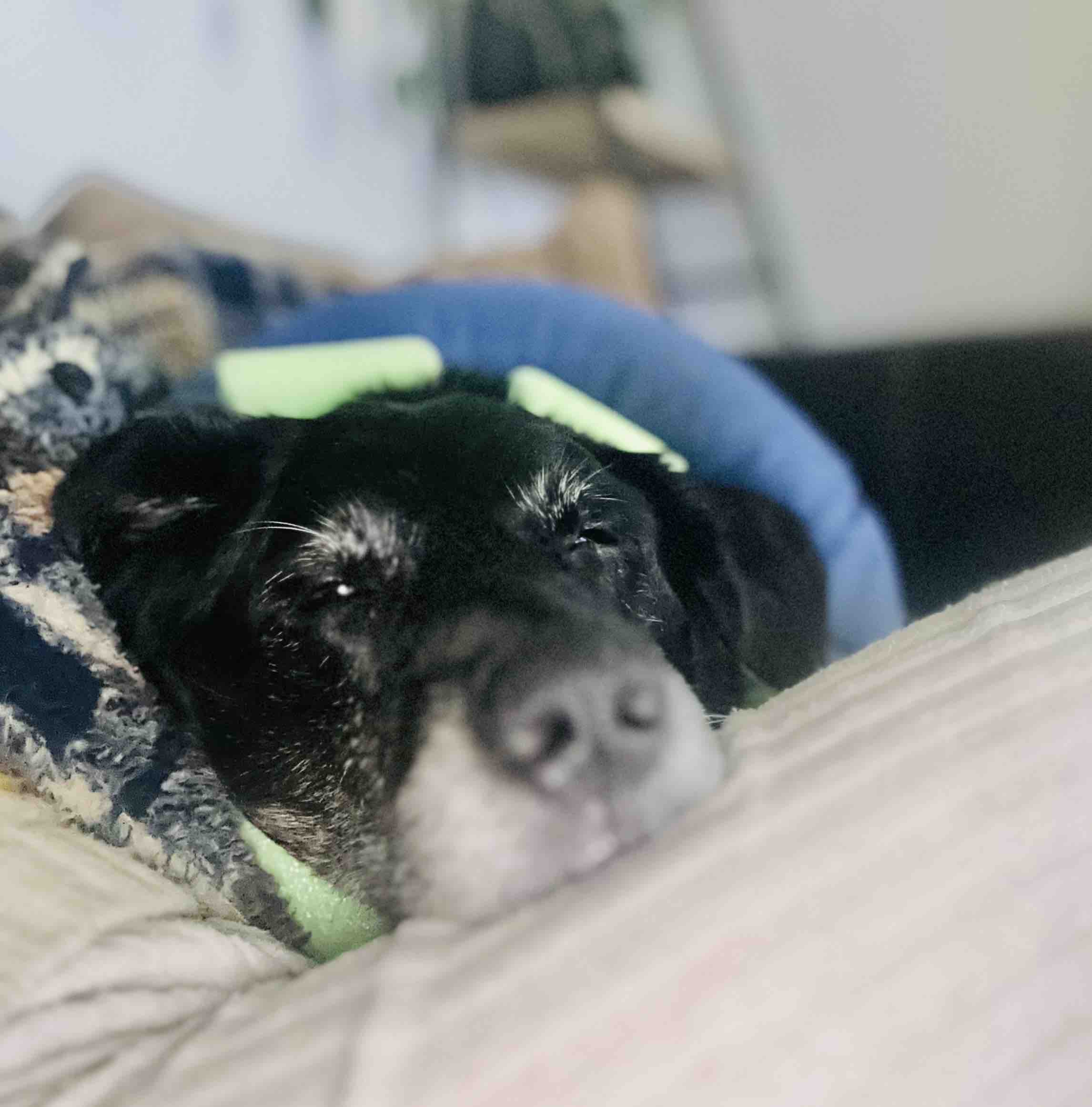 ZEUS AFTERCARE-SUPPORT (post op complications) campaign photo, 5 of 13