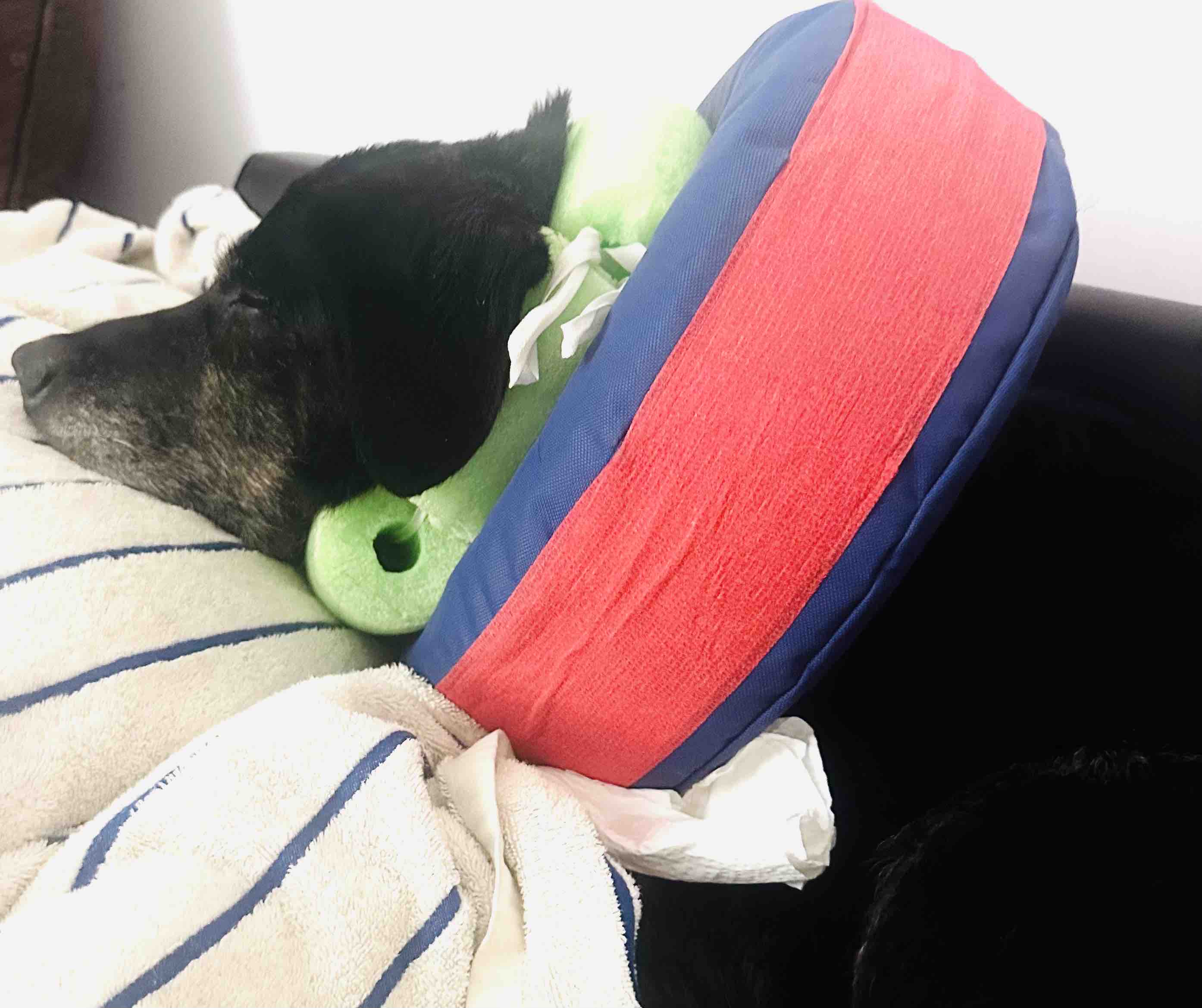 ZEUS AFTERCARE-SUPPORT (post op complications) campaign photo, 6 of 13