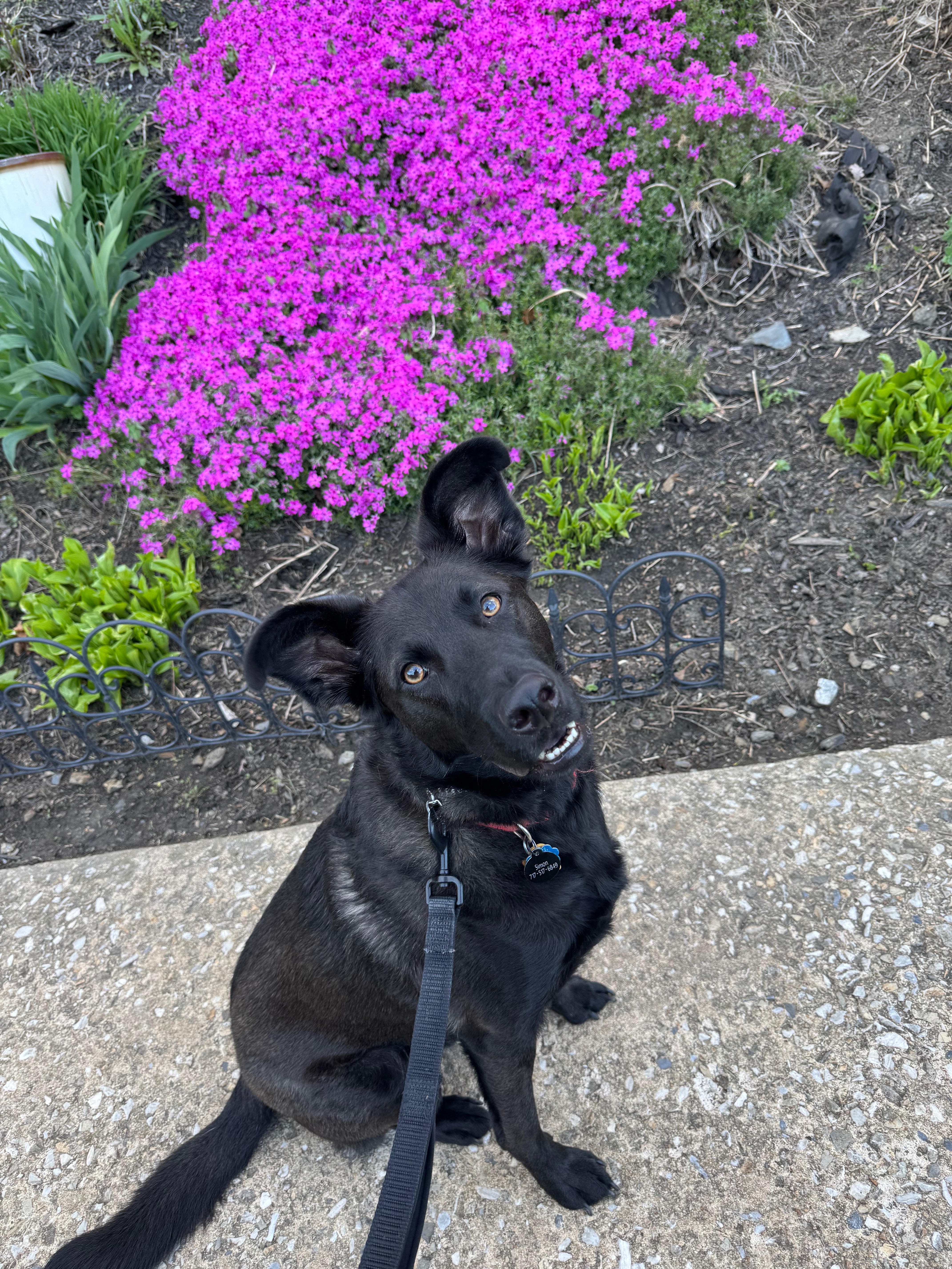 KayLee's Dog Simon Needs Your Help! campaign photo, 7 of 8