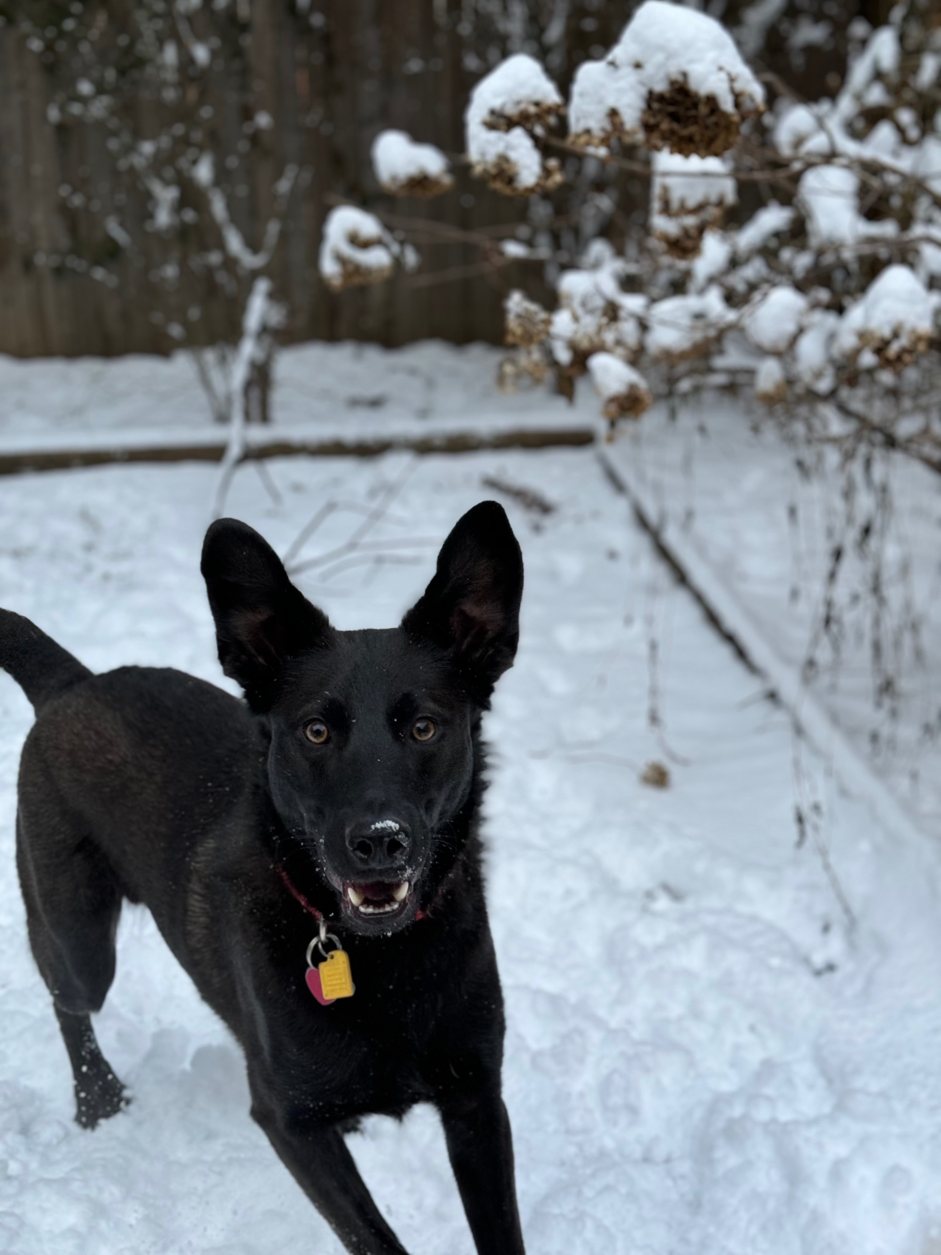 KayLee's Dog Simon Needs Your Help! campaign photo, 2 of 8