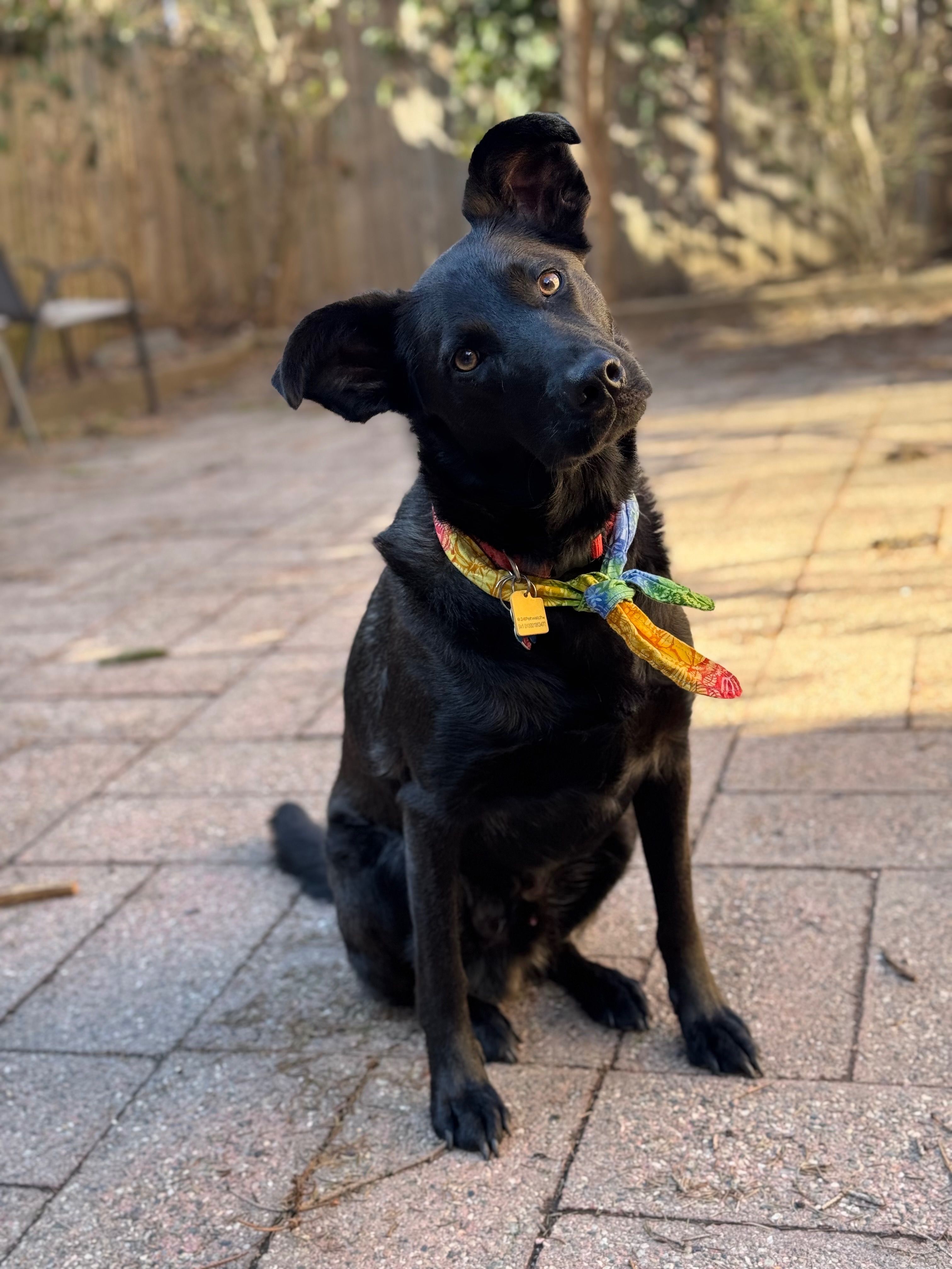 KayLee's Dog Simon Needs Your Help! campaign photo, 4 of 8
