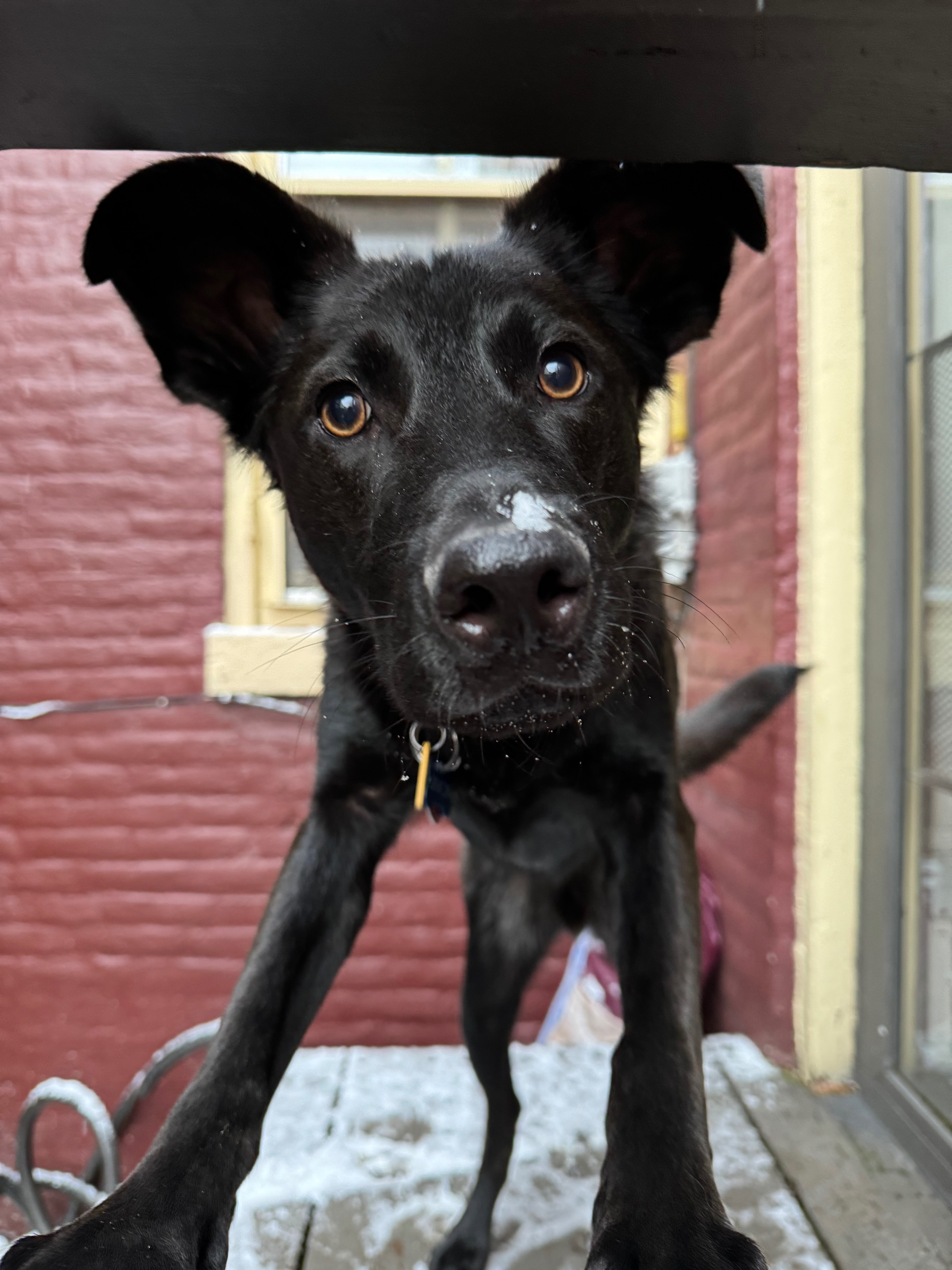 KayLee's Dog Simon Needs Your Help! campaign photo, 5 of 8
