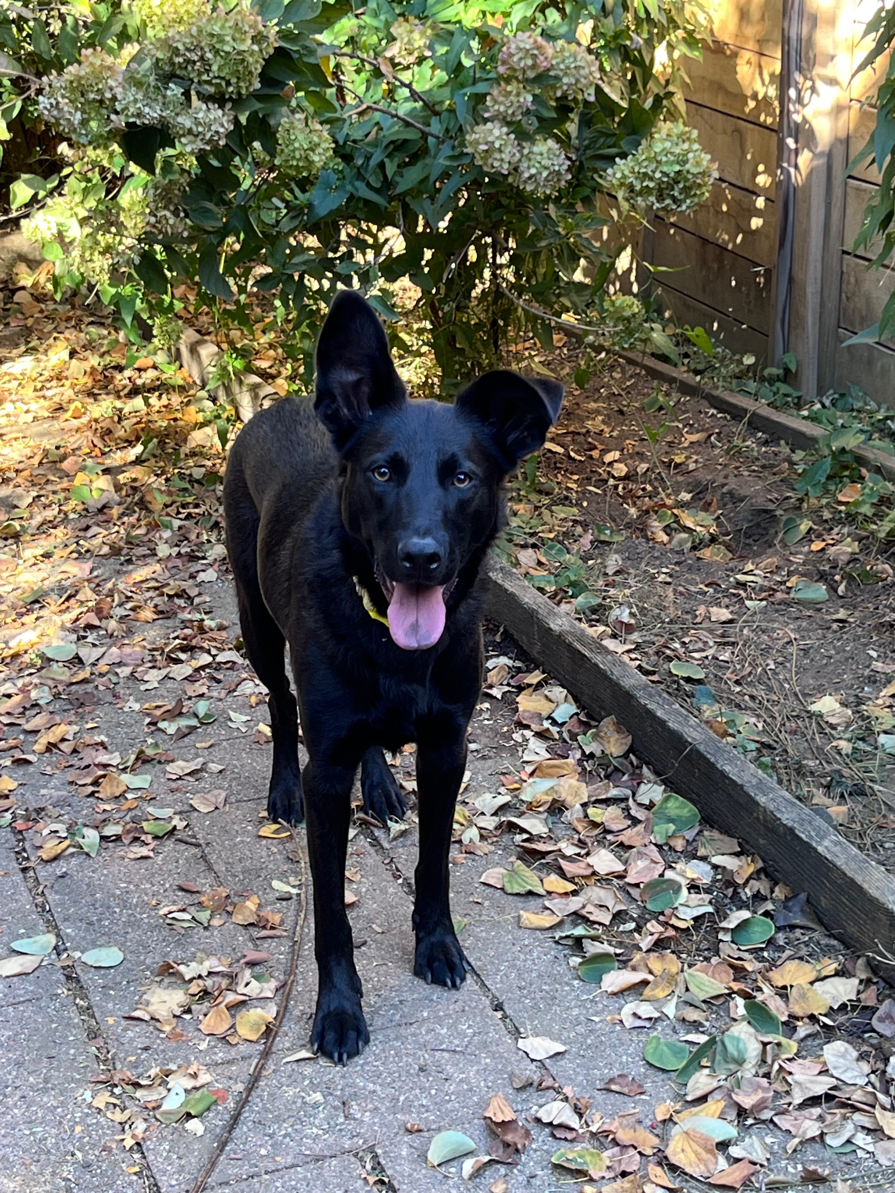 KayLee's Dog Simon Needs Your Help! campaign photo, 6 of 8