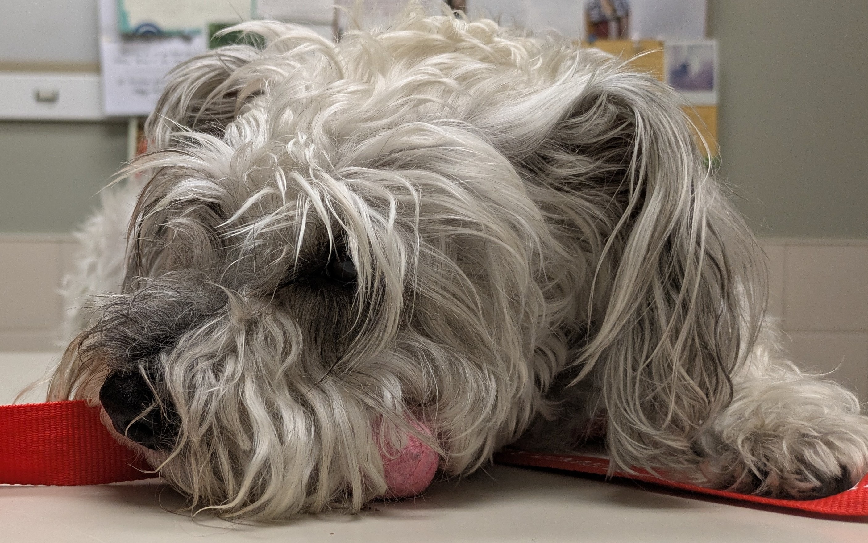 Help Pistachio Recover from Pancreatitis campaign photo, 7 of 8