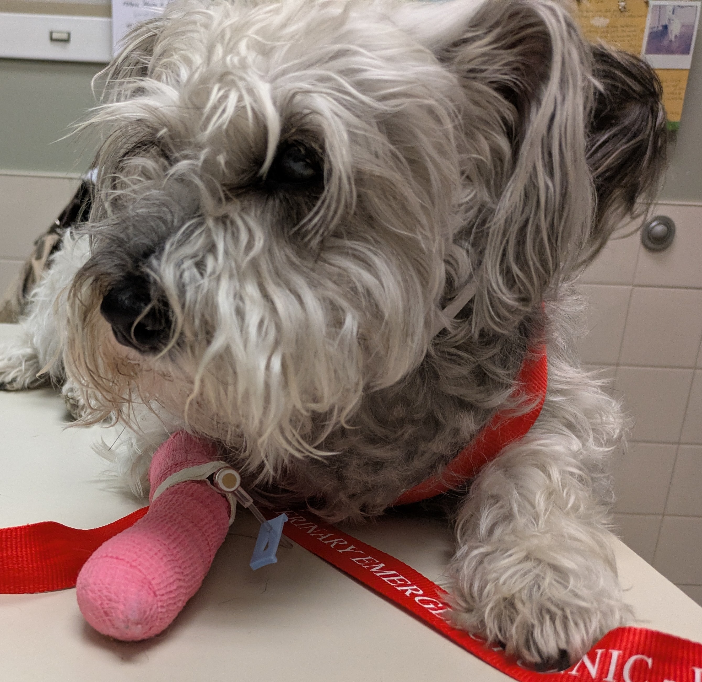 Help Pistachio Recover from Pancreatitis campaign photo, 2 of 8