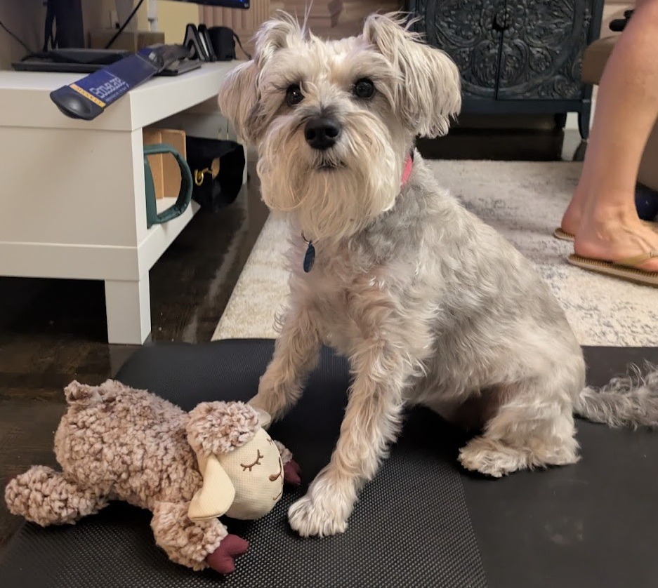 Help Pistachio Recover from Pancreatitis campaign photo, 5 of 8