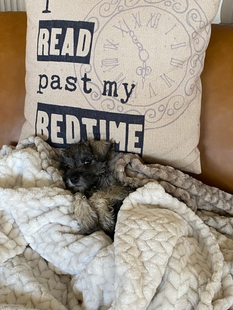 Help Pistachio Recover from Pancreatitis campaign photo, 6 of 8