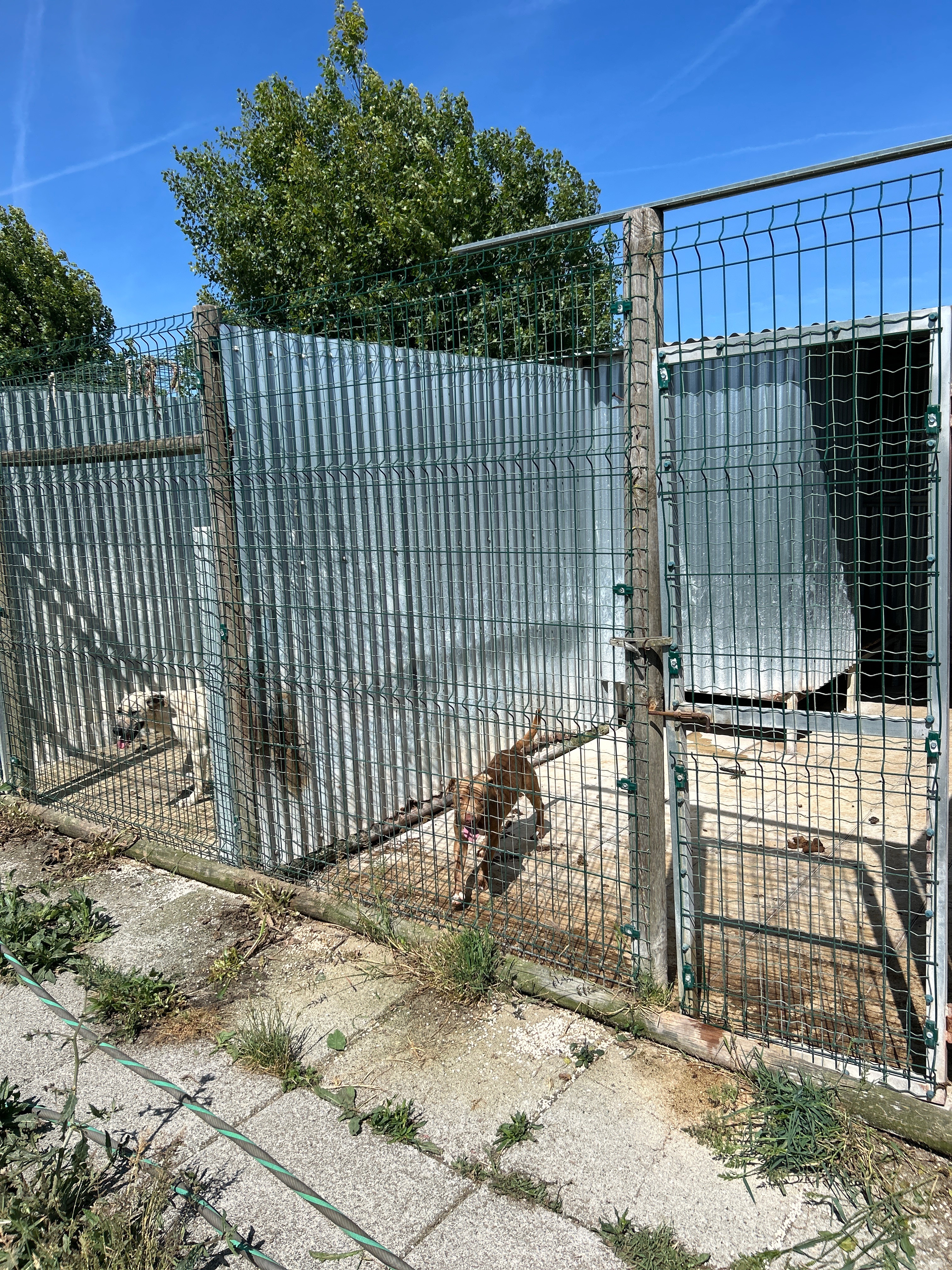 Fundraiser by Nadia Carvalho : Patudos Felizes “Dog Shelter” (Non Profit  Org)