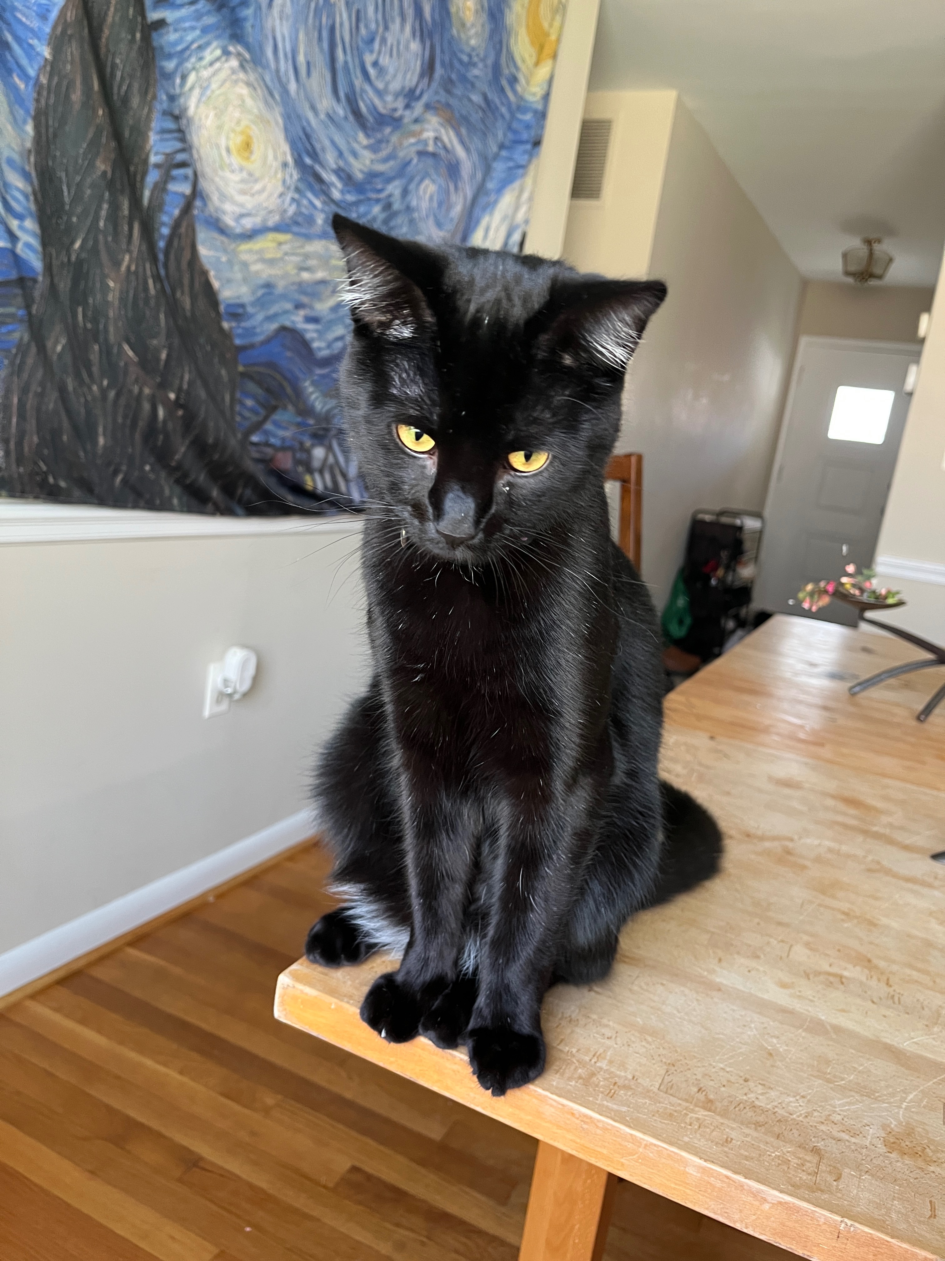 Save Subaru! Young cat in need of life saving surgery! campaign photo, 5 of 6
