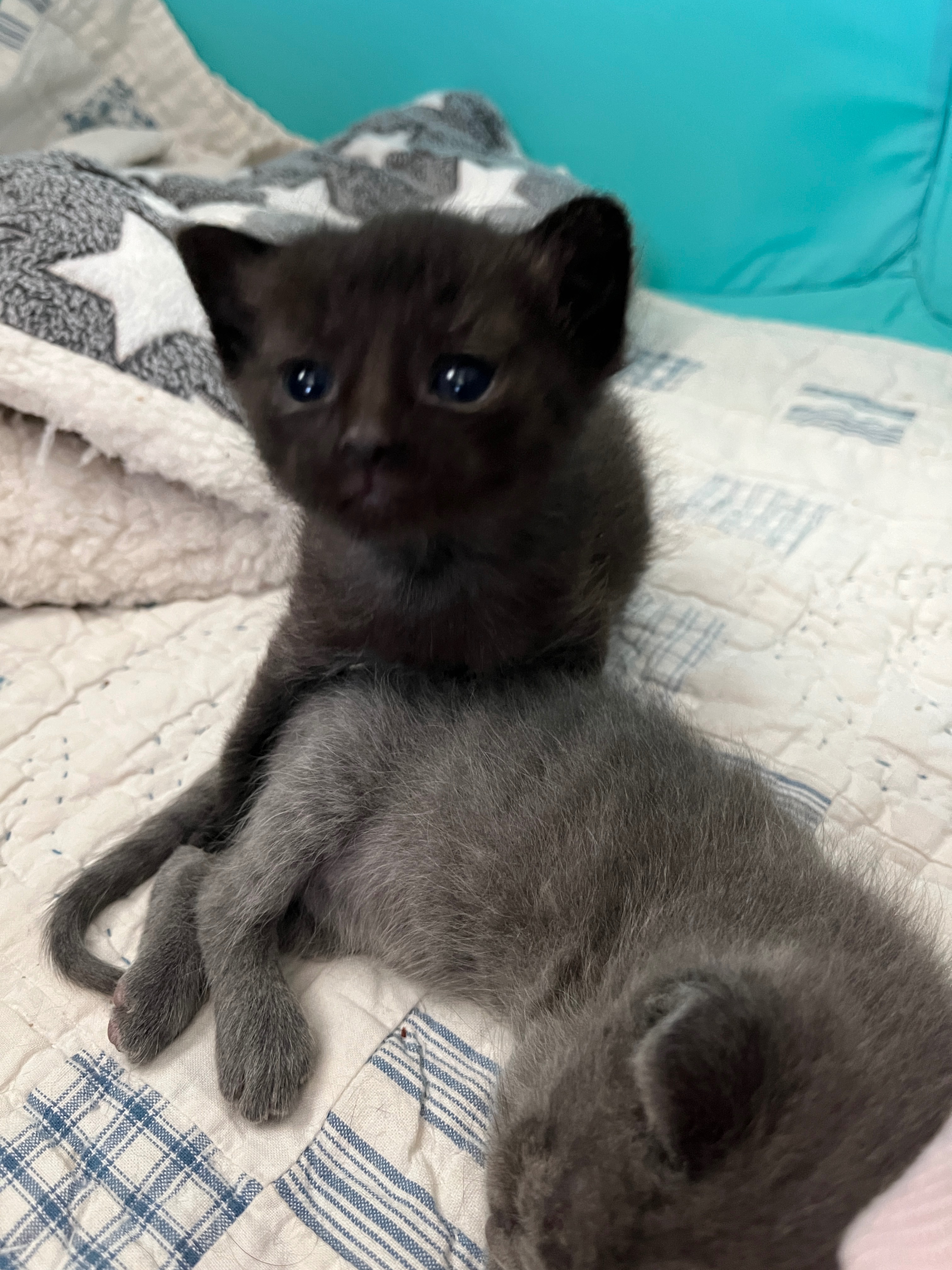 Save Subaru! Young cat in need of life saving surgery! campaign photo, 2 of 6