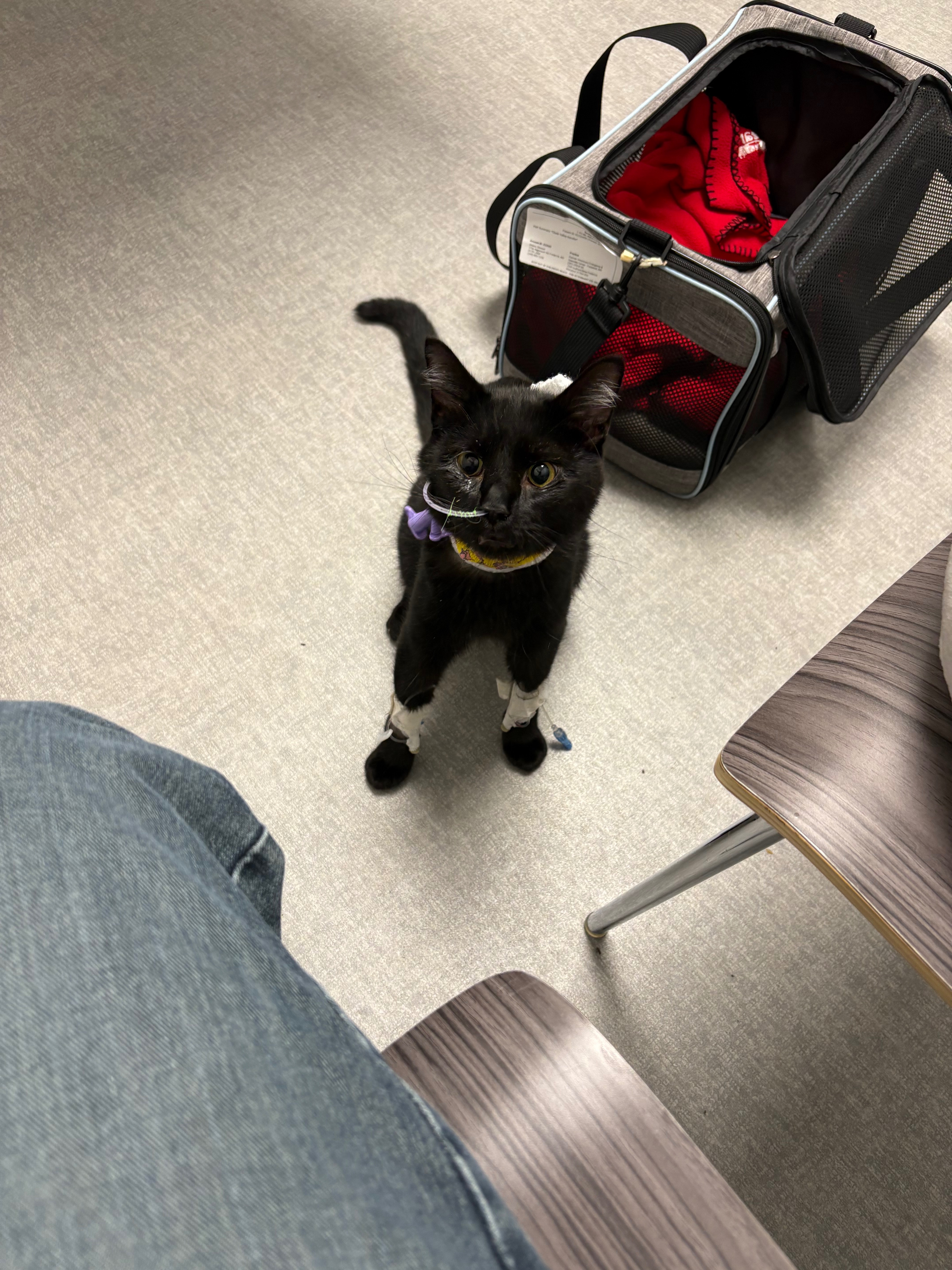Save Subaru! Young cat in need of life saving surgery! campaign photo, 4 of 6