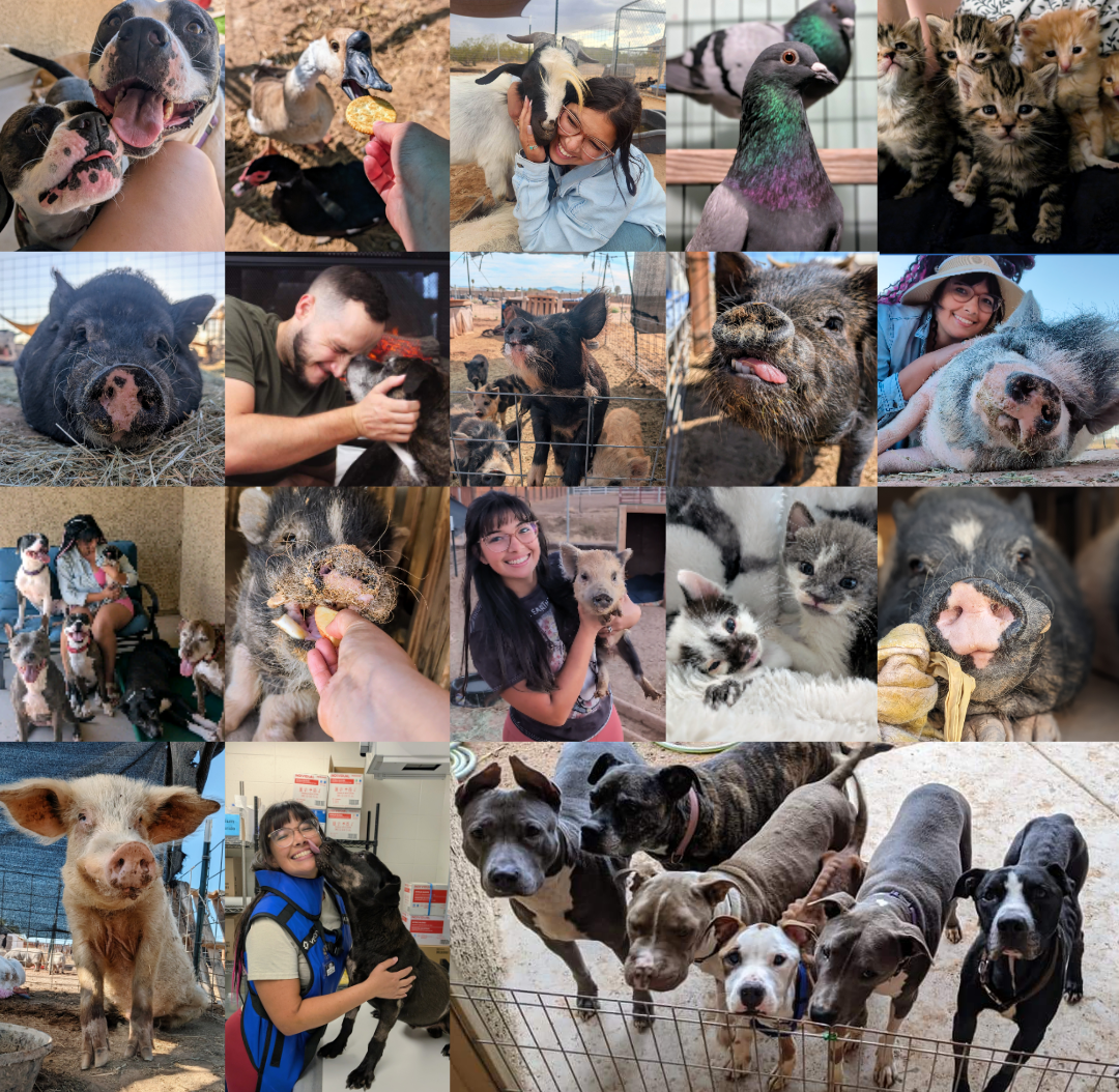 Help Enhance Animal Care for the Piasecki Foster Pets campaign photo, 7 of 8