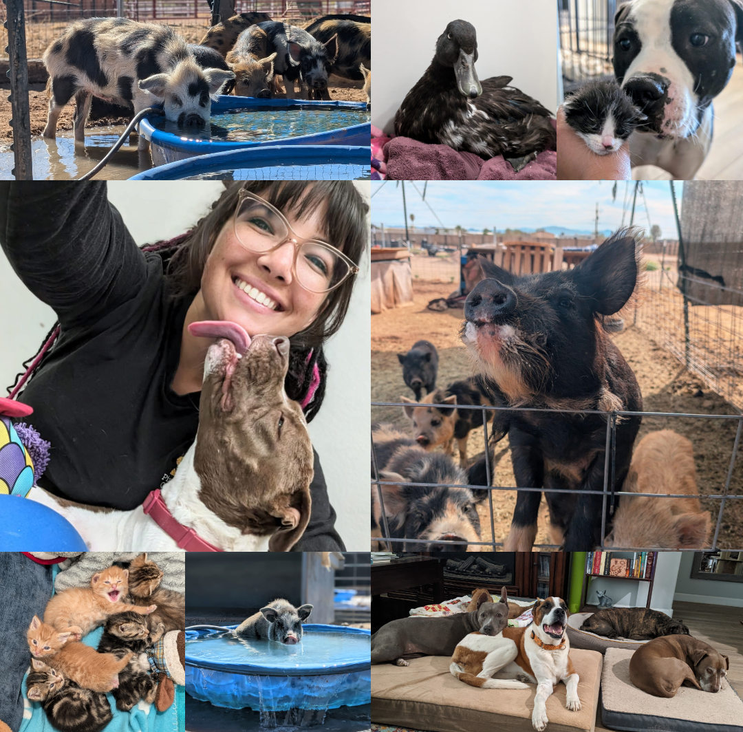 Help Enhance Animal Care for the Piasecki Foster Pets campaign photo, 2 of 8