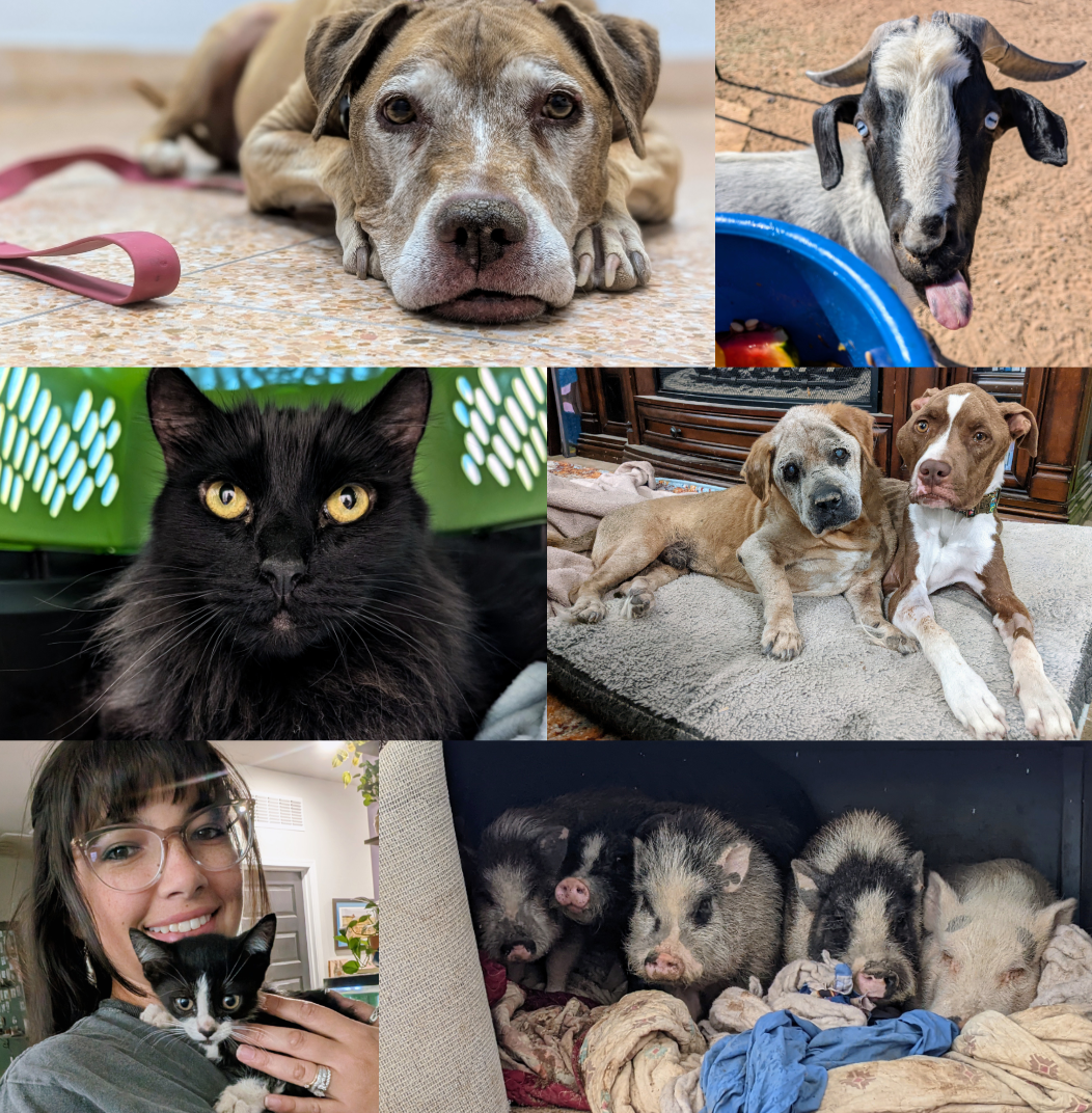 Help Enhance Animal Care for the Piasecki Foster Pets campaign photo, 4 of 8
