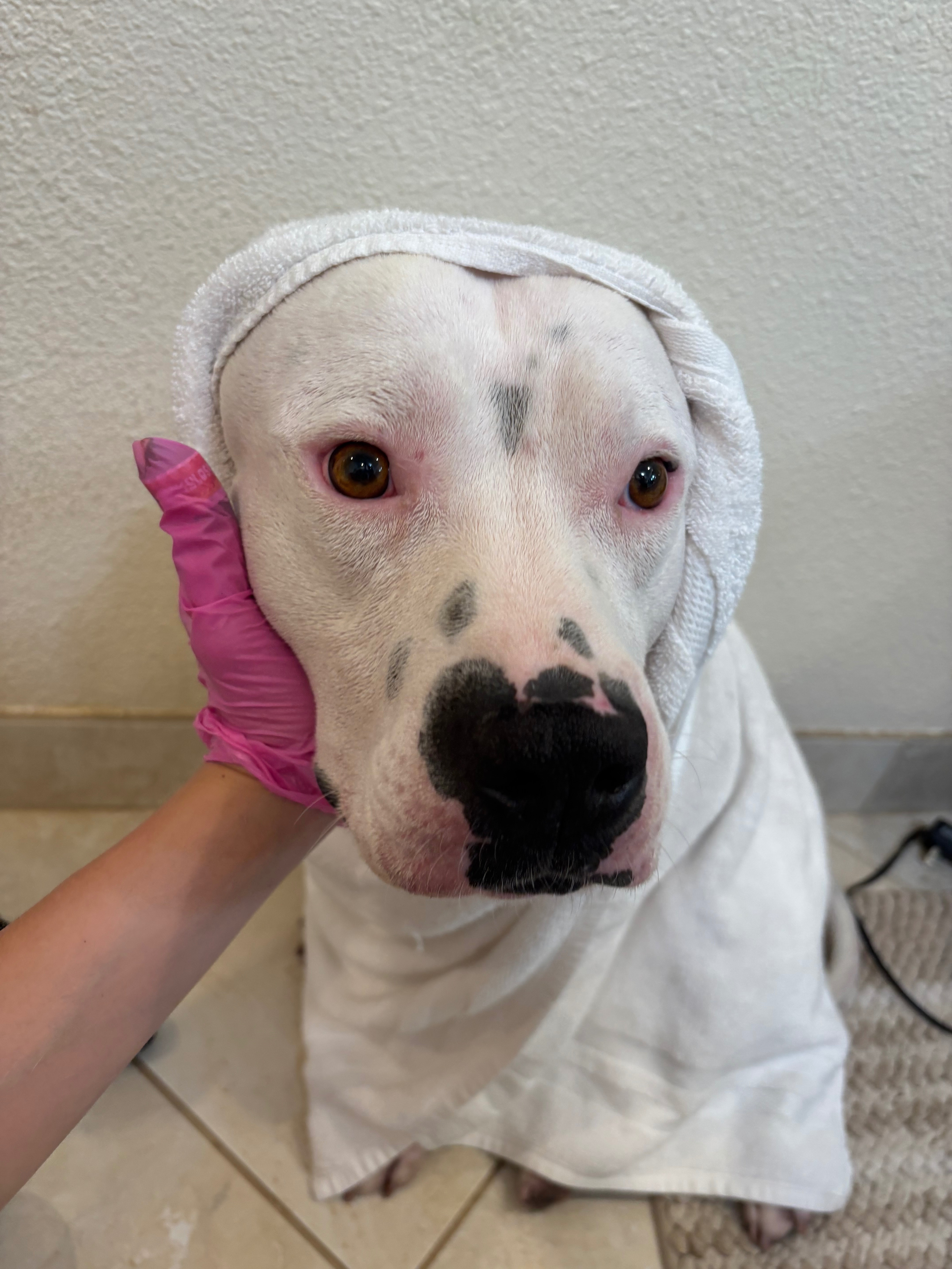 Flint’s Brave Chance at Life Again❤️ campaign photo, 7 of 8