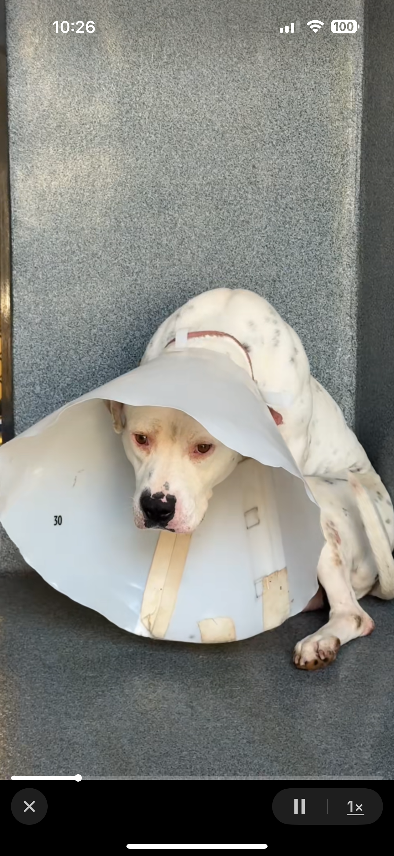 Flint’s Brave Chance at Life Again❤️ campaign photo, 2 of 8