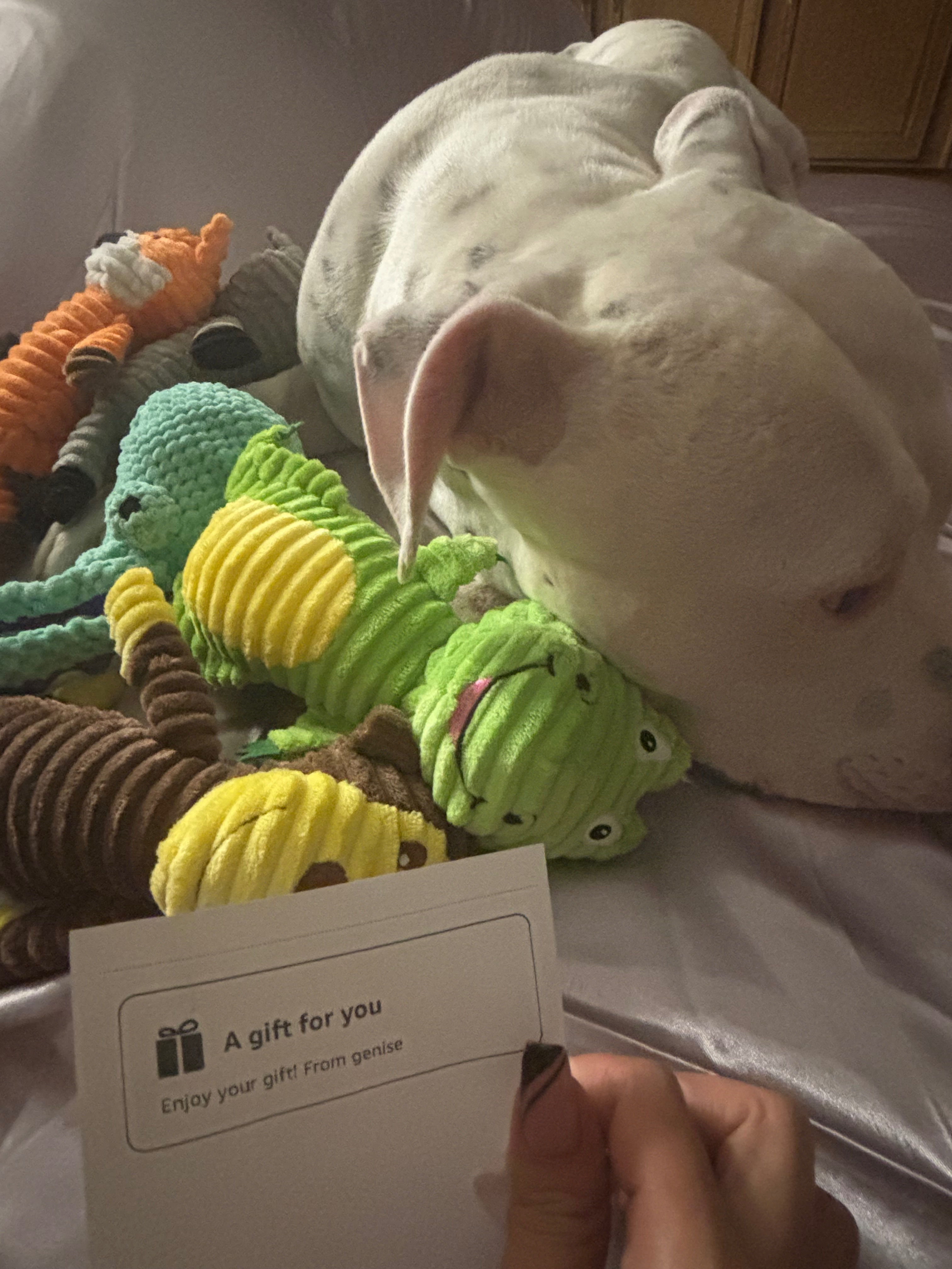 Flint’s Brave Chance at Life Again❤️ campaign photo, 4 of 8