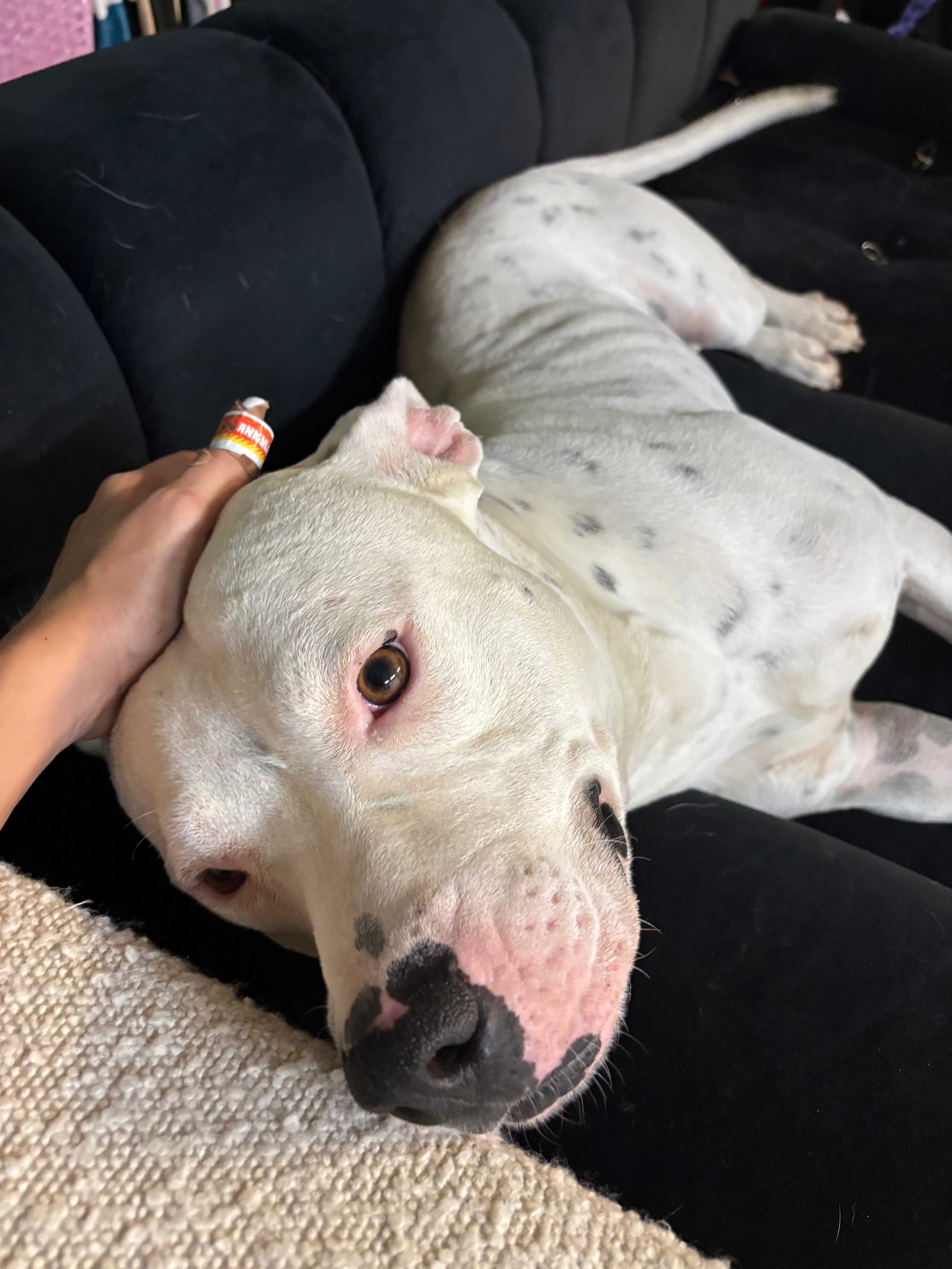 Flint’s Brave Chance at Life Again❤️ campaign photo, 6 of 8