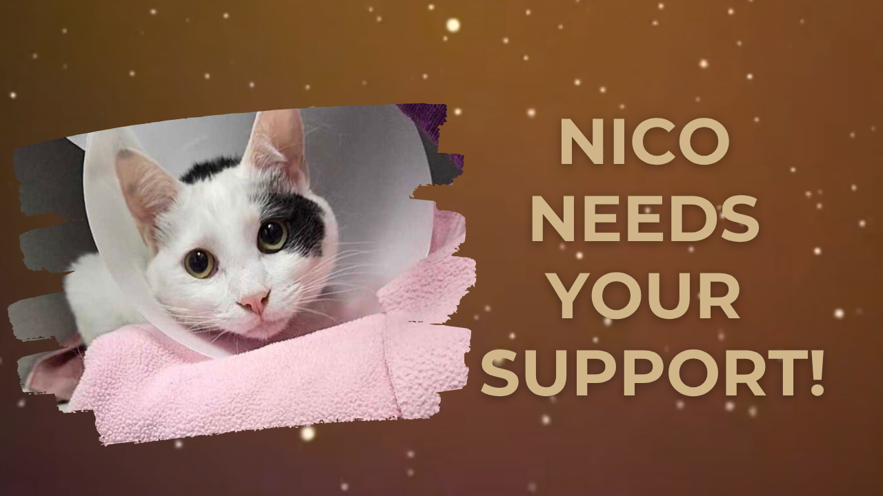 User-uploaded image 1