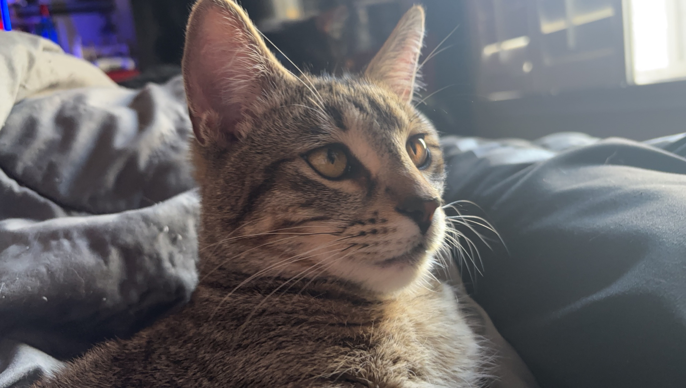 Fundraiser by STACEY SOUTHER : Help Us Give Valerie Perrine ... - GoFundMe