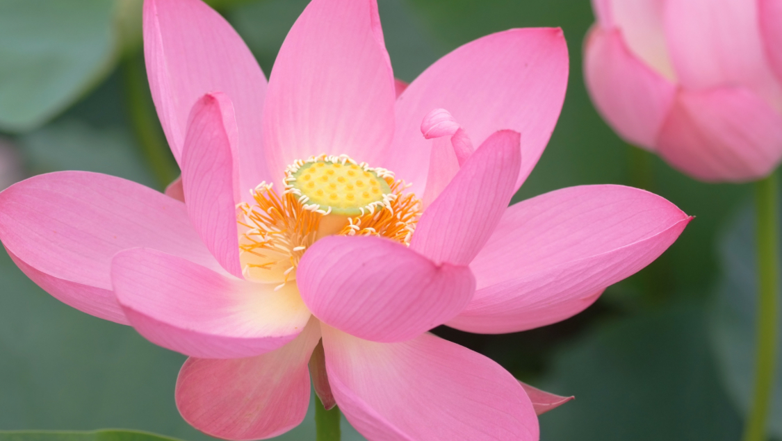 Aid Laura: 40 Years of Service, Now in Need photo