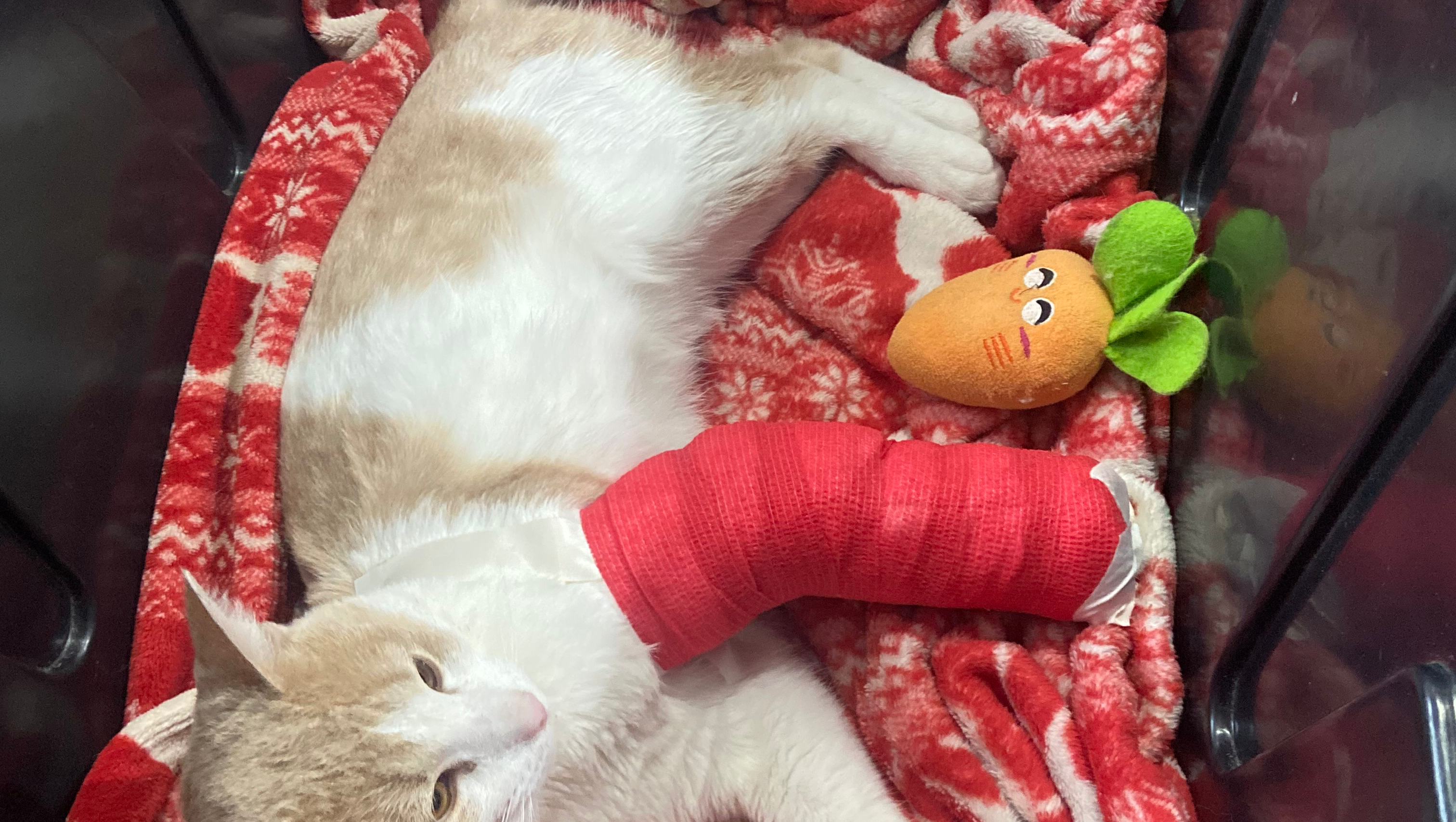  Ayúdame a operar a mi gatito Tino photo