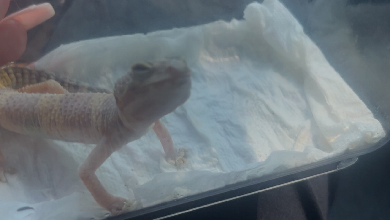 Spende für meinen kleinen Leopardgecko photo