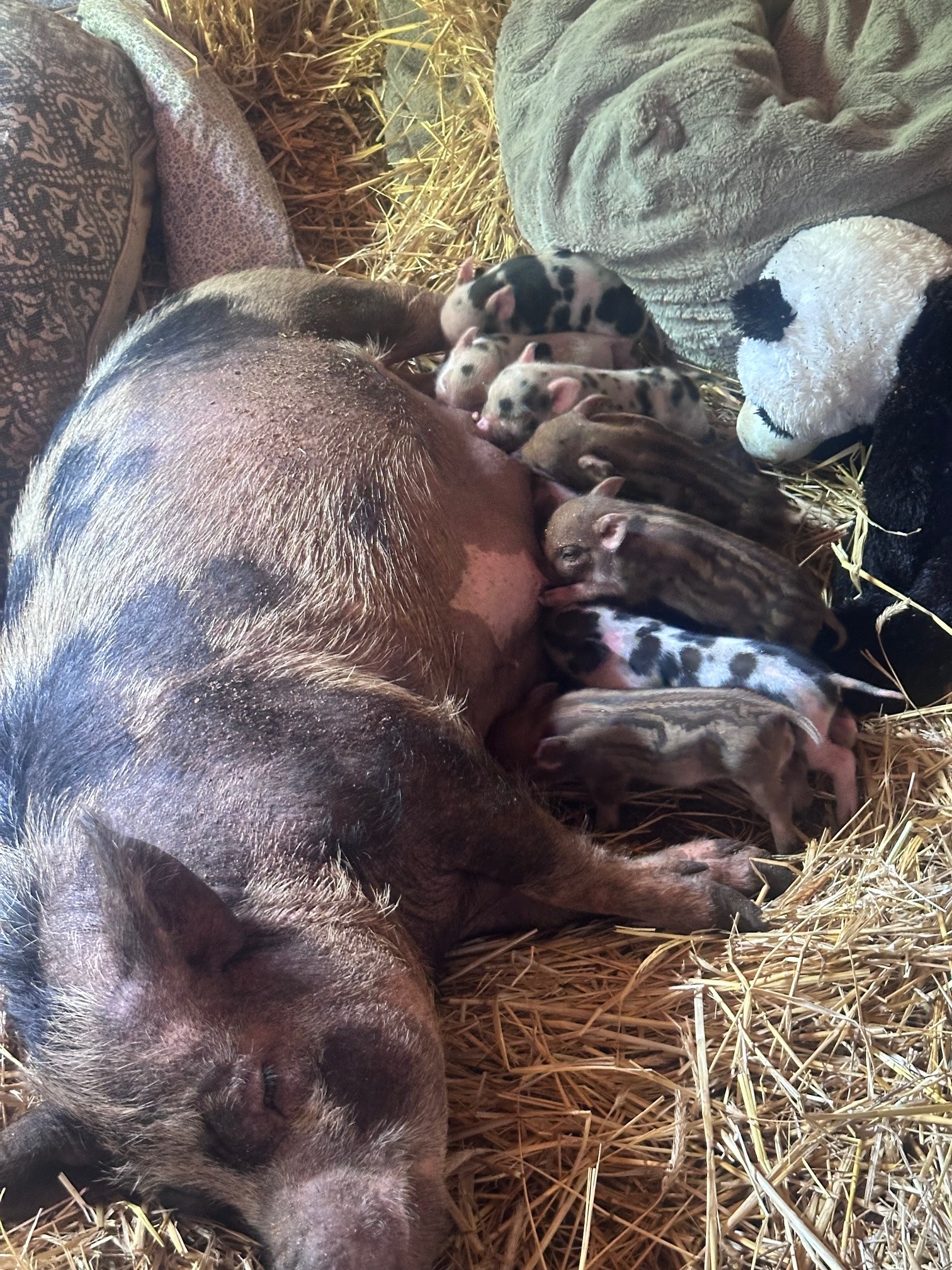 User-uploaded image 1