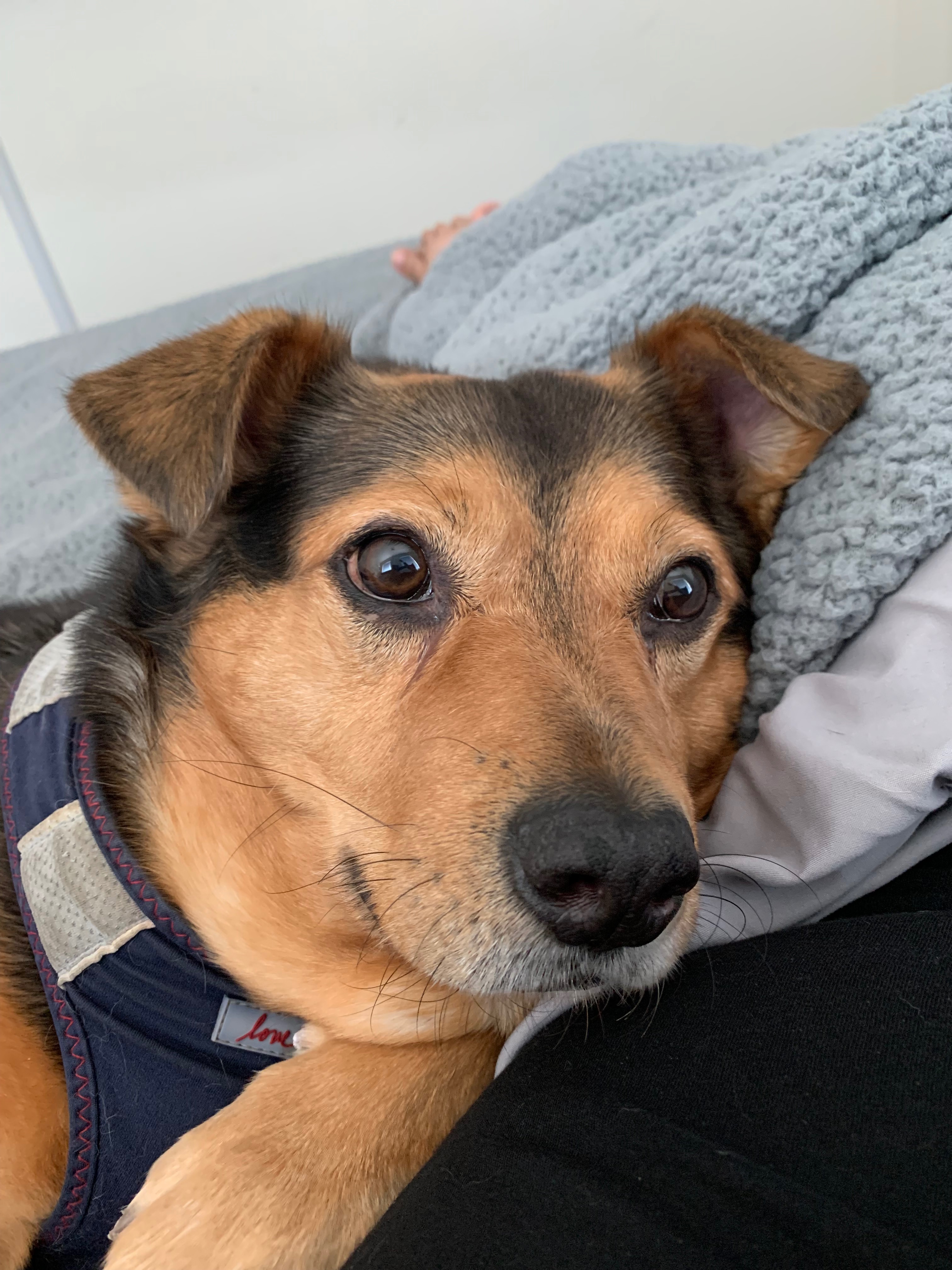 Help Give Bo a Fighting Chance to Beat Cancer campaign photo, 6 of 8