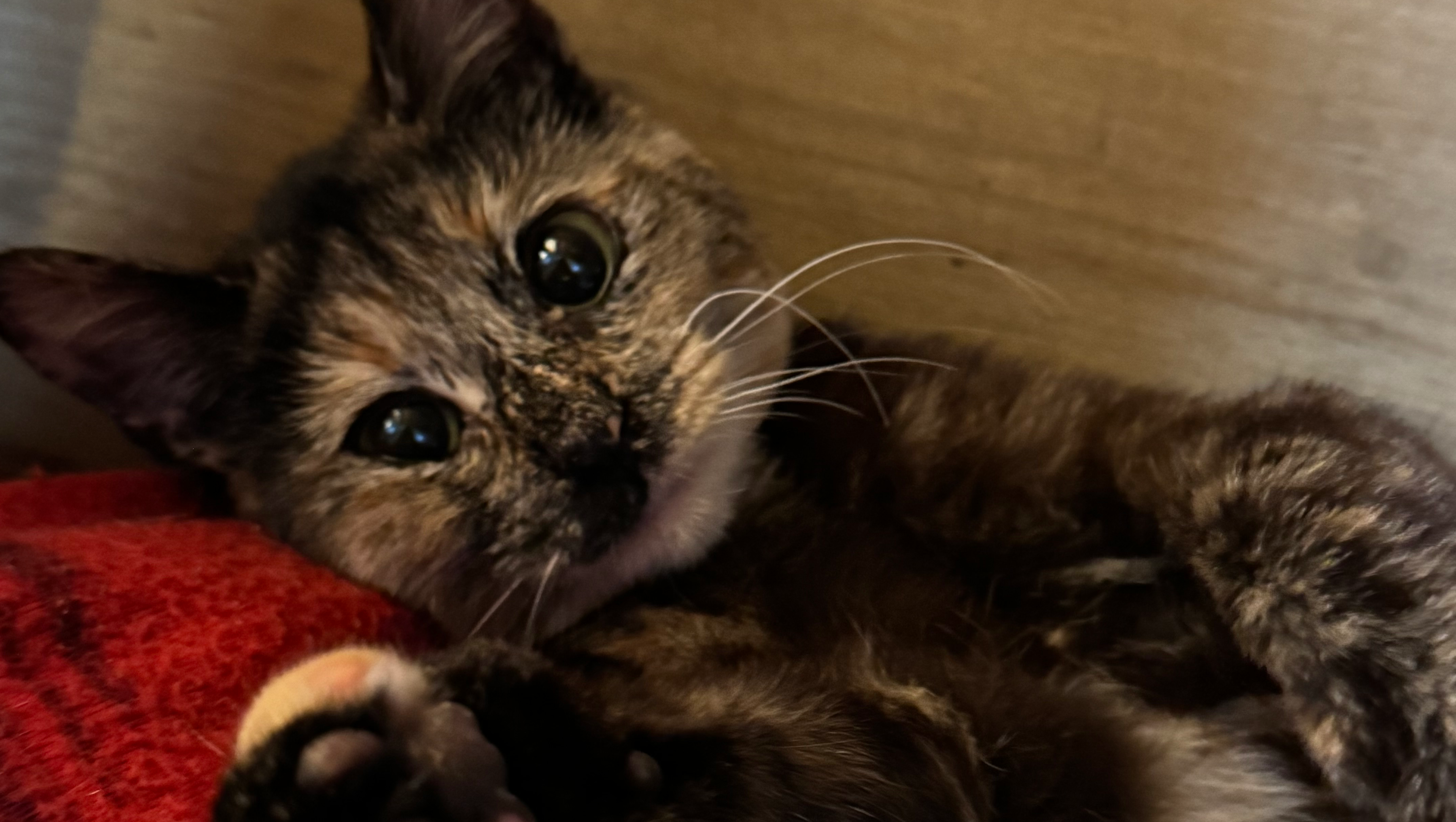 Help Fixing the Ferals Build a Cat Sanctuary photo