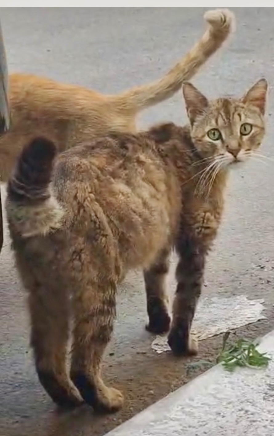 Immagine caricata dall'utente 2